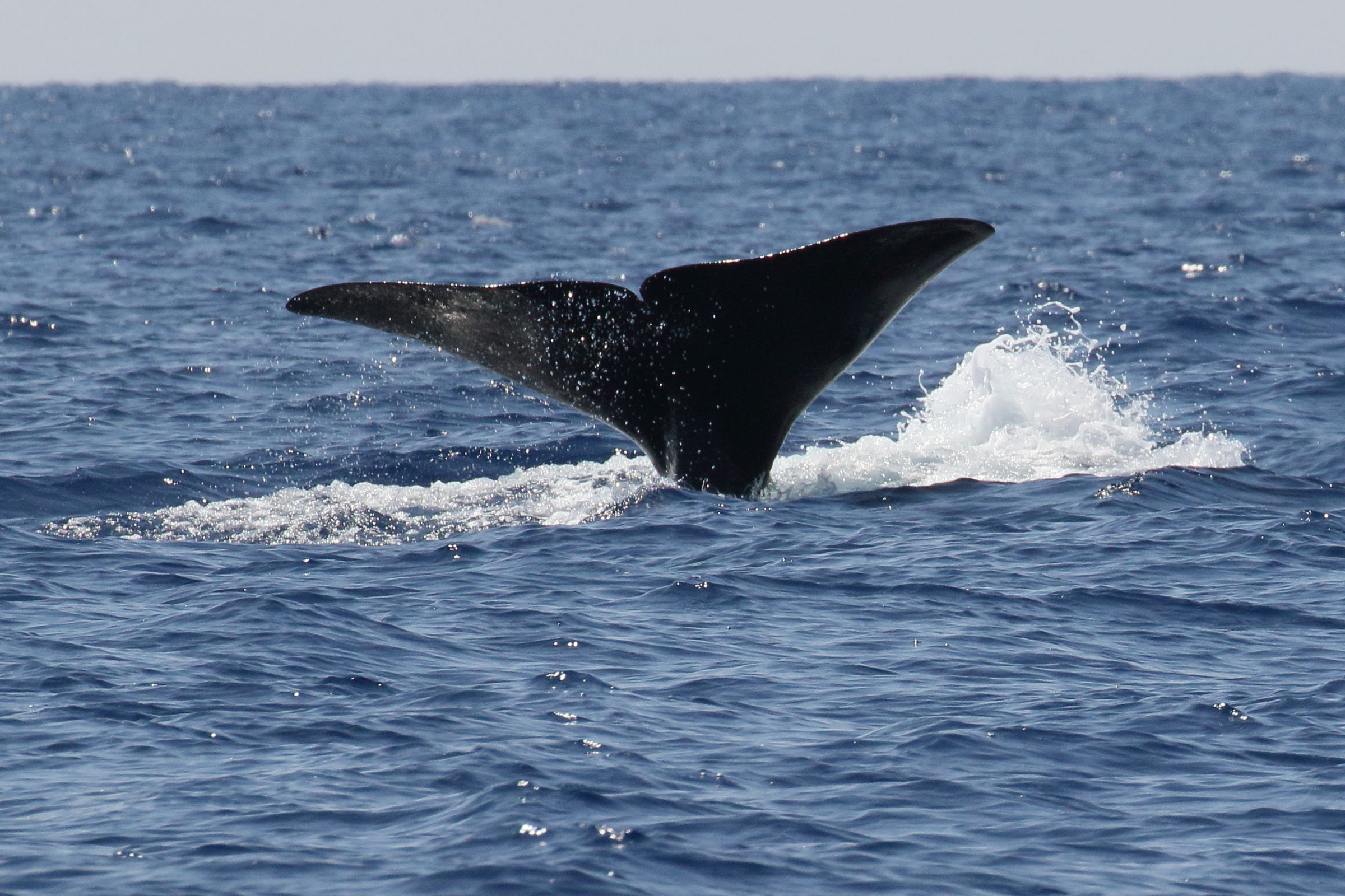 physeter_macrocephalus5md