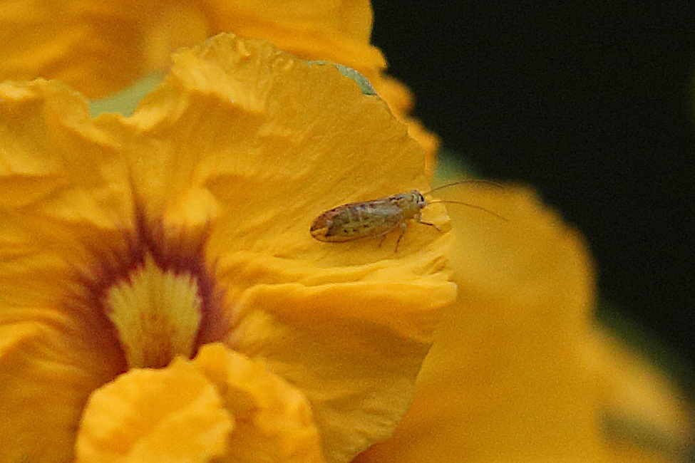 platycorypha_nigrivirga