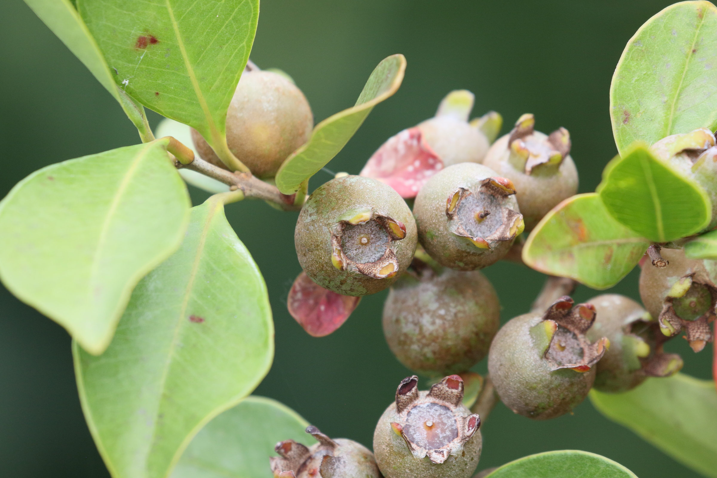 psidium_cattleianum8md