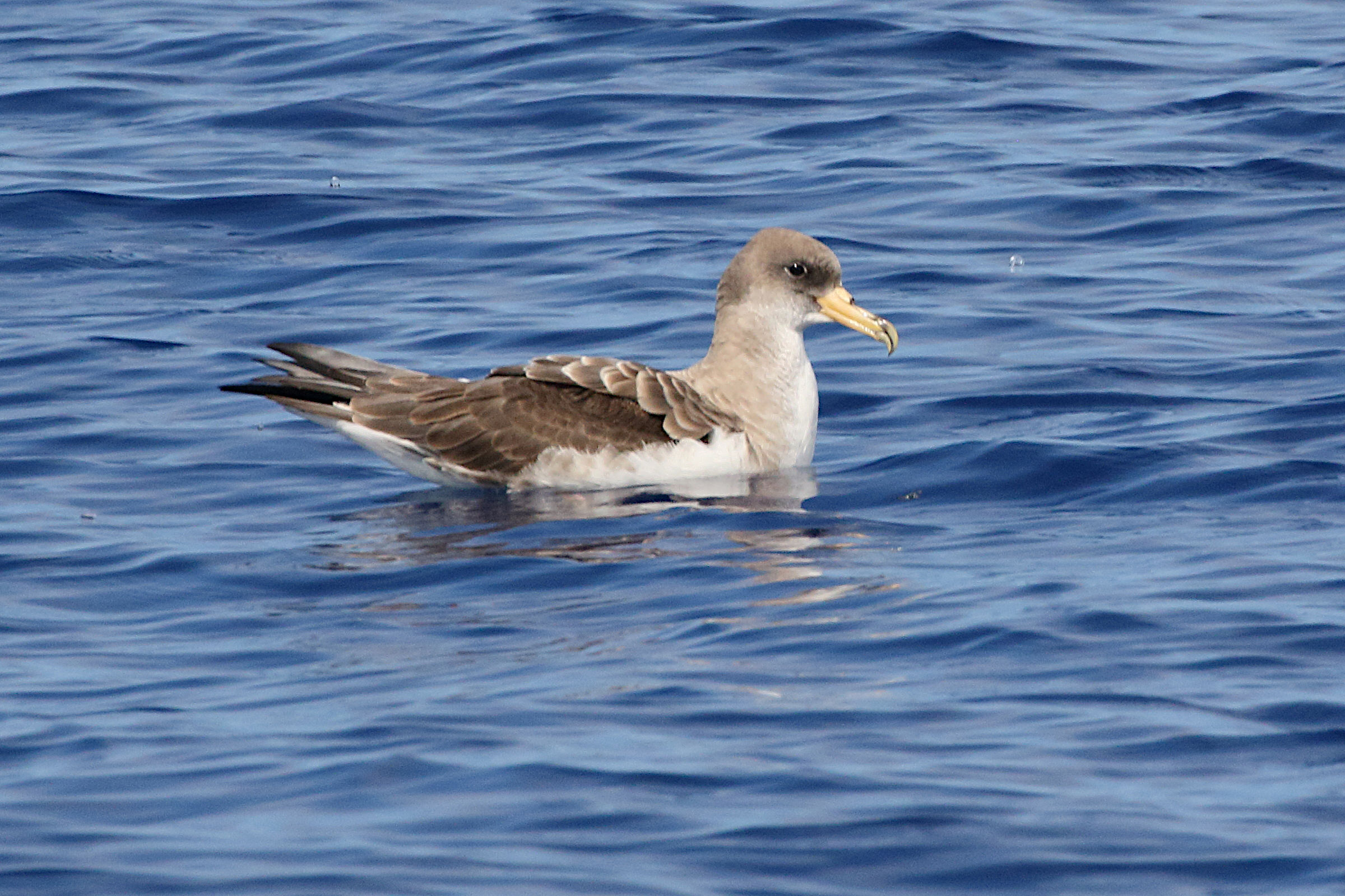 Afficher le média puffin_cendre_-_calonectris_borealis4md puffin_cendre_-_calonectris_borealis4md