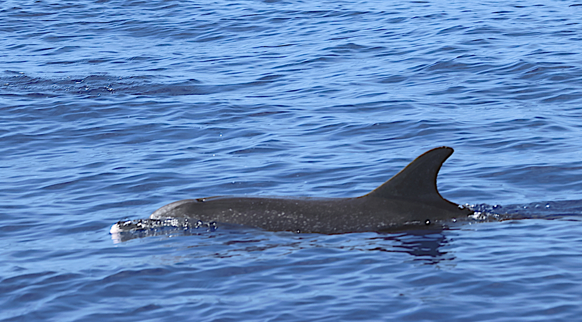 stenella_frontalis1bd