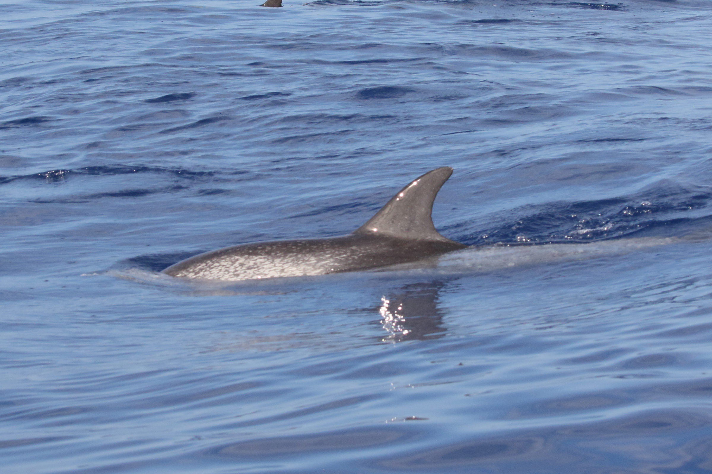 stenella_frontalis2md