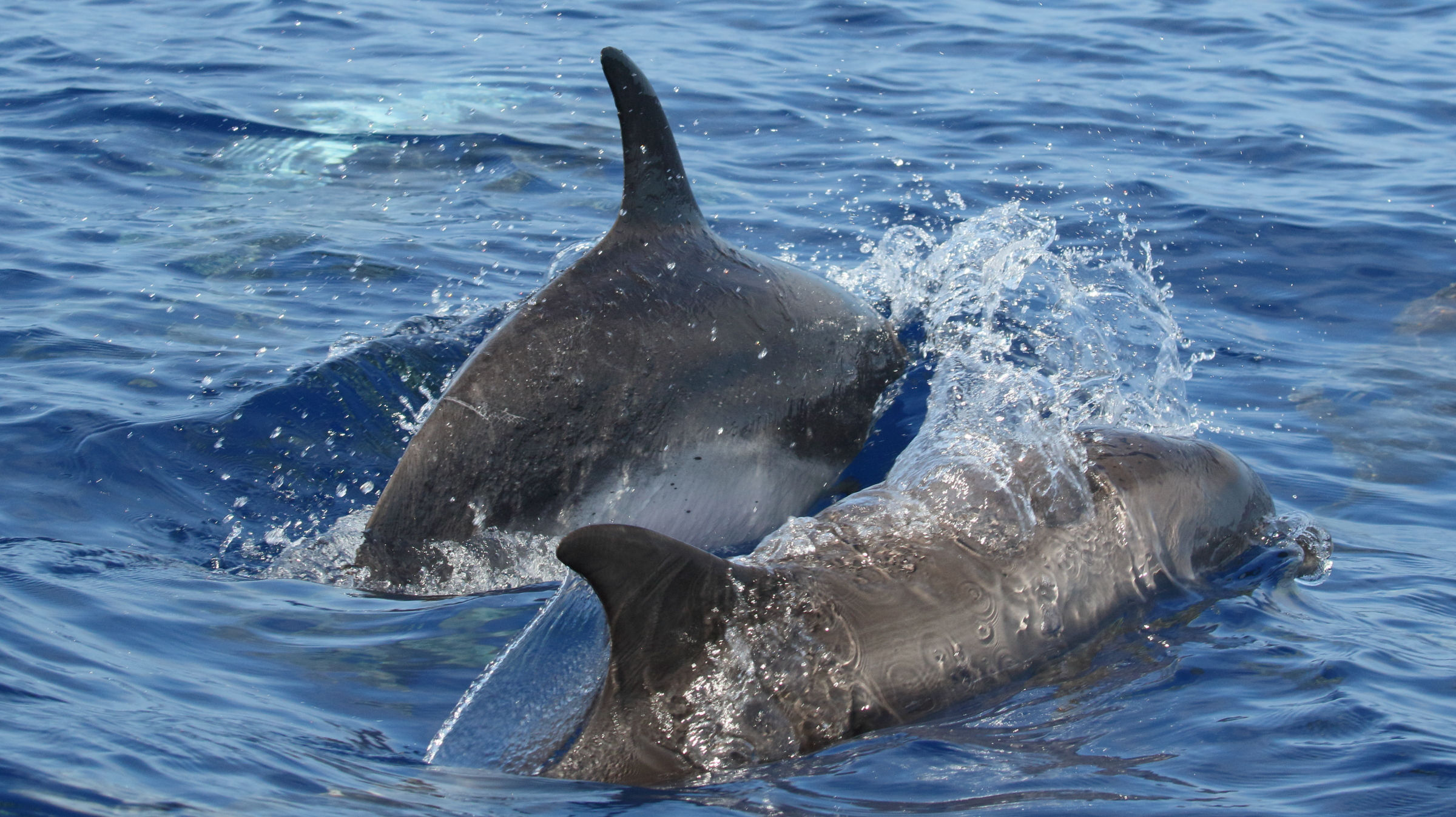 stenella_frontalis3md