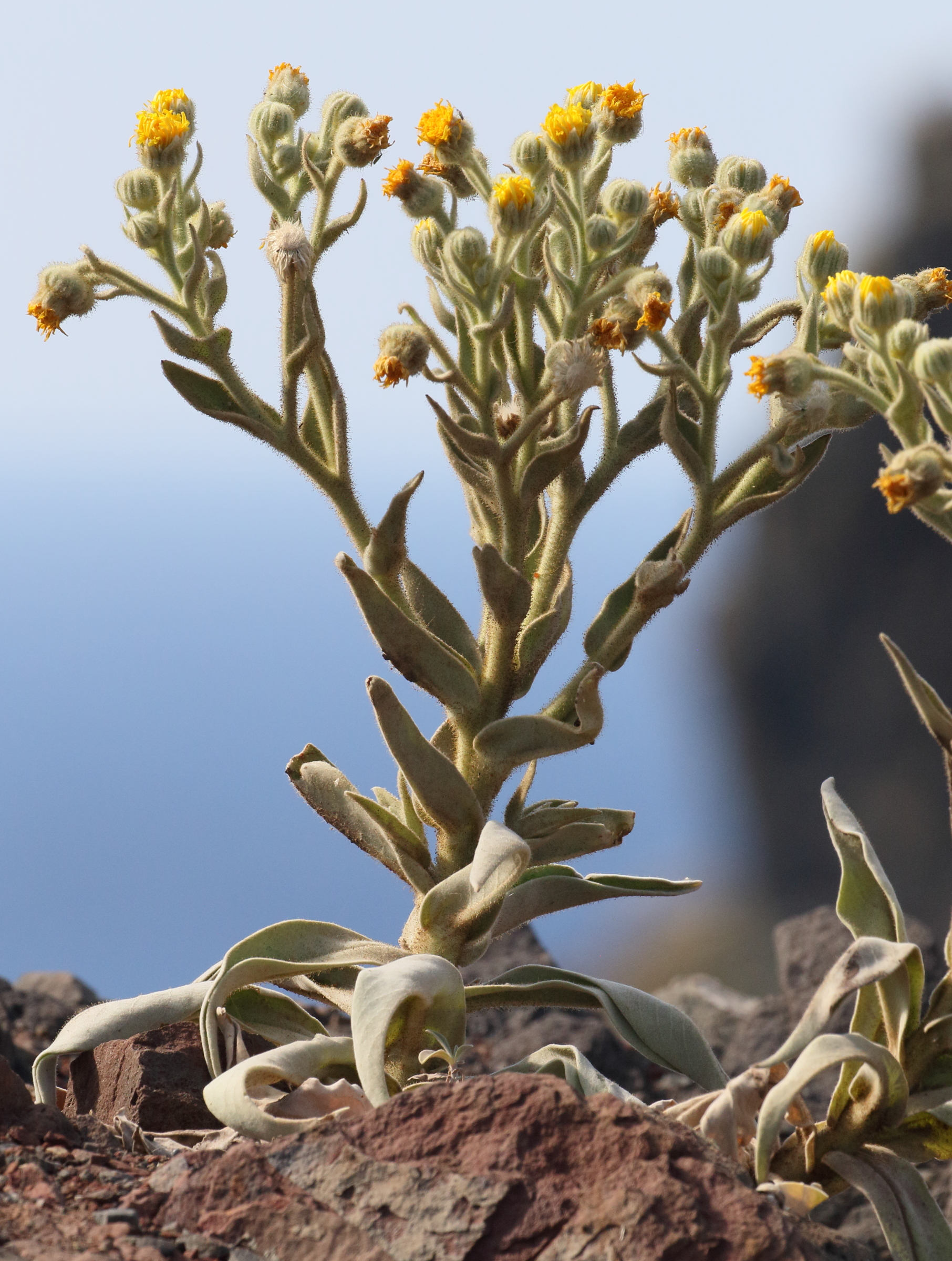 andryala_glandulosa1md