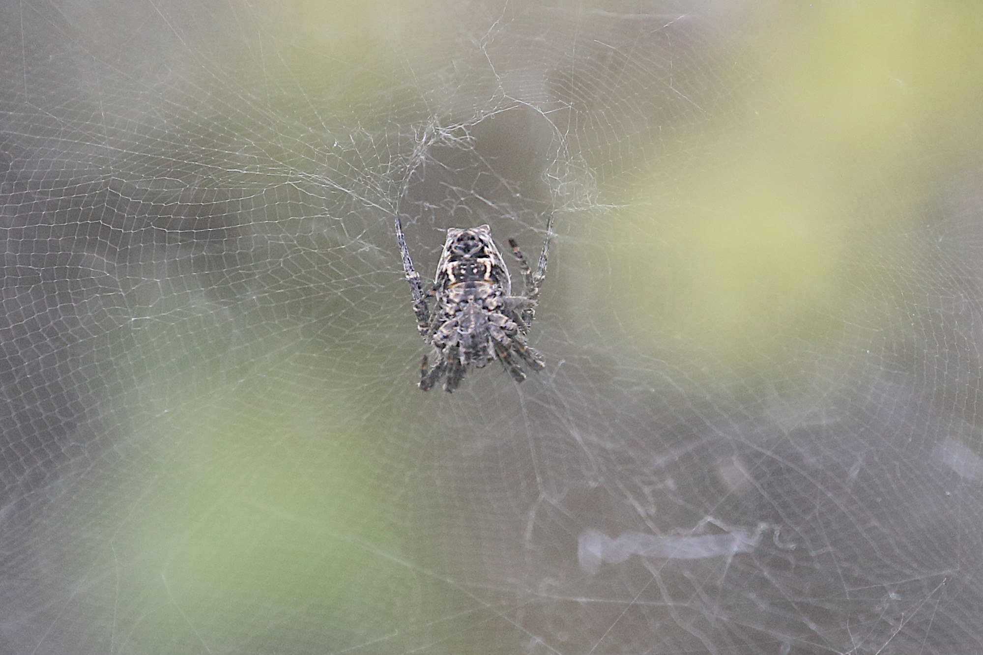 cyrtophora_citricola10md