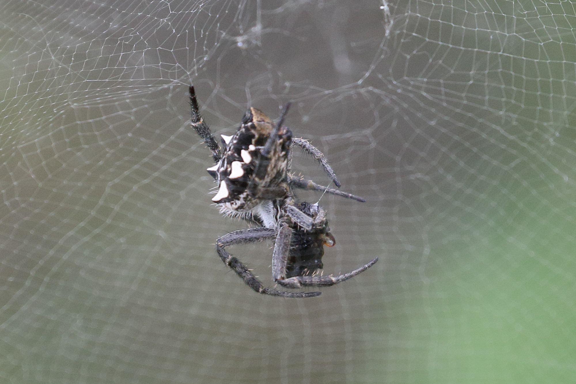 cyrtophora_citricola7md