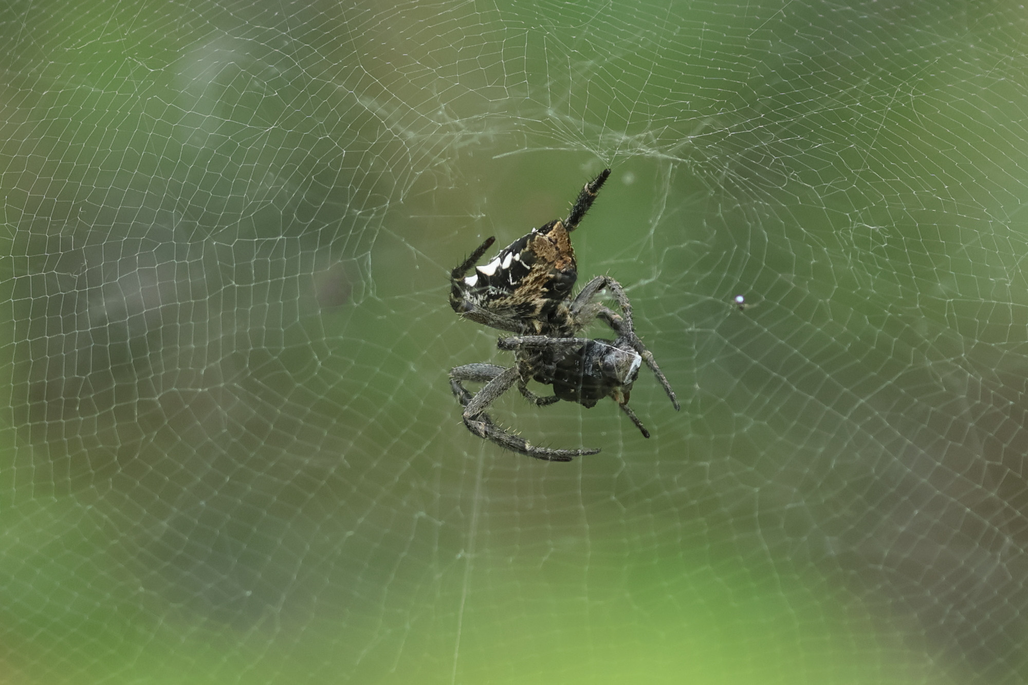 cyrtophora_citricola8bd