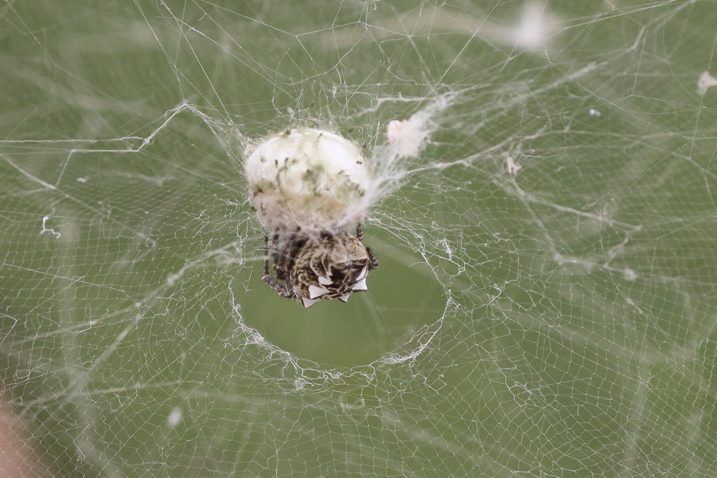 cyrtophora_citricola9md