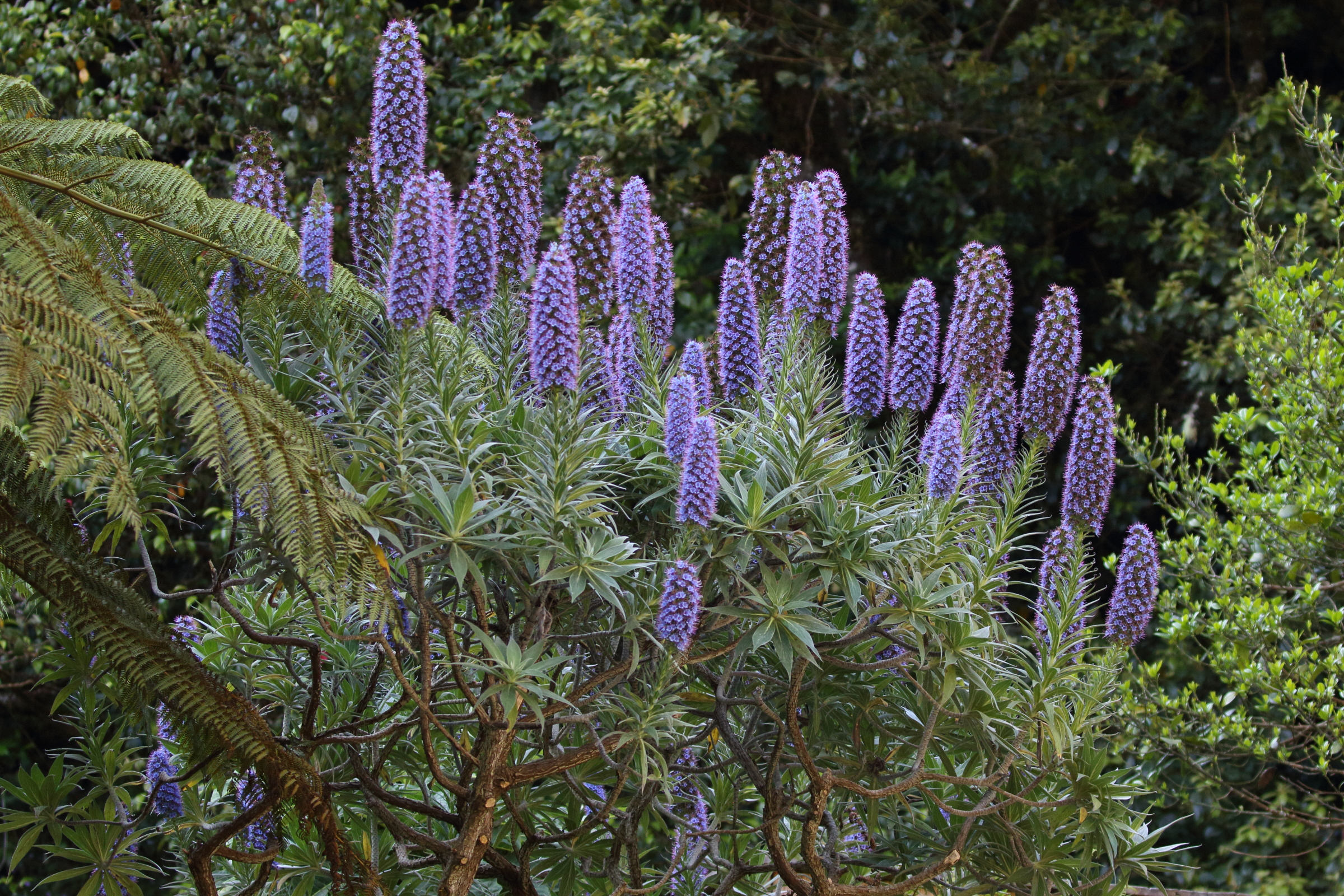 Afficher le média echium_candicans5md echium_candicans5md
