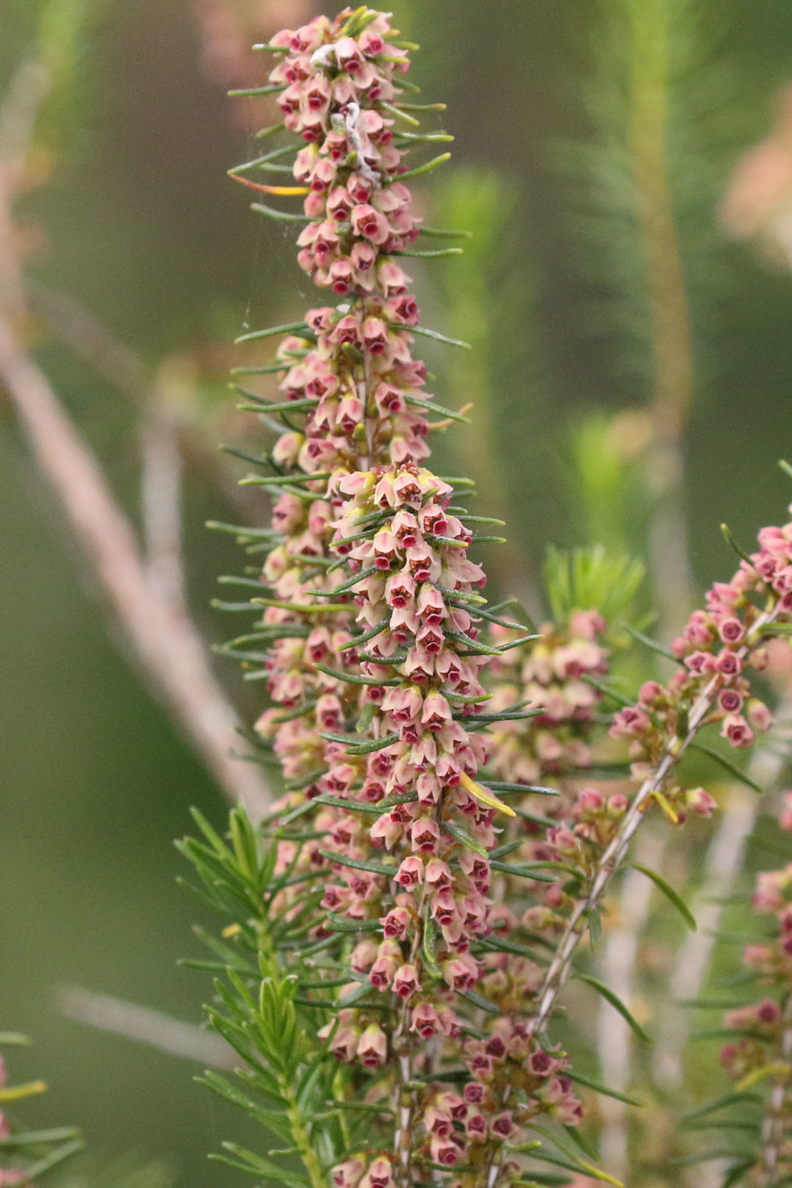 erica_arborea5md