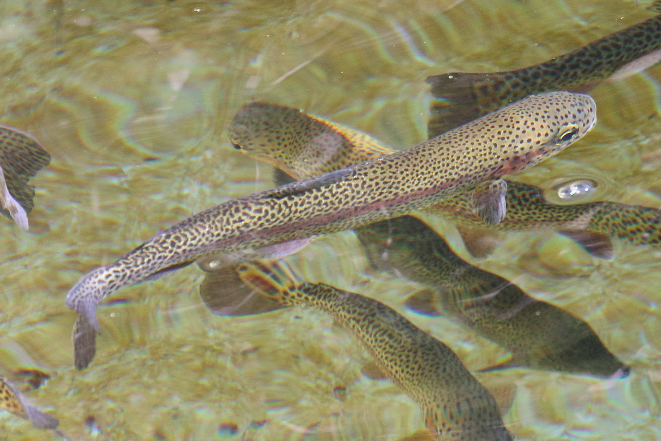 Afficher le média onchorhyncus_mykiss3md onchorhyncus_mykiss3md