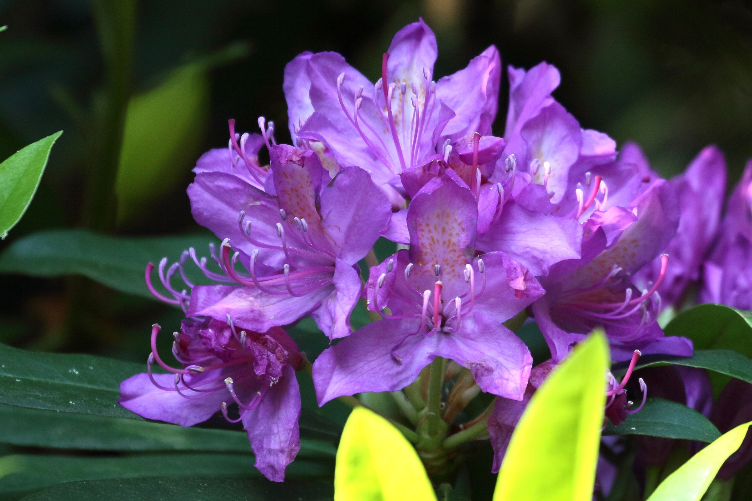 Afficher le média rhododendron_ponticum3md rhododendron_ponticum3md