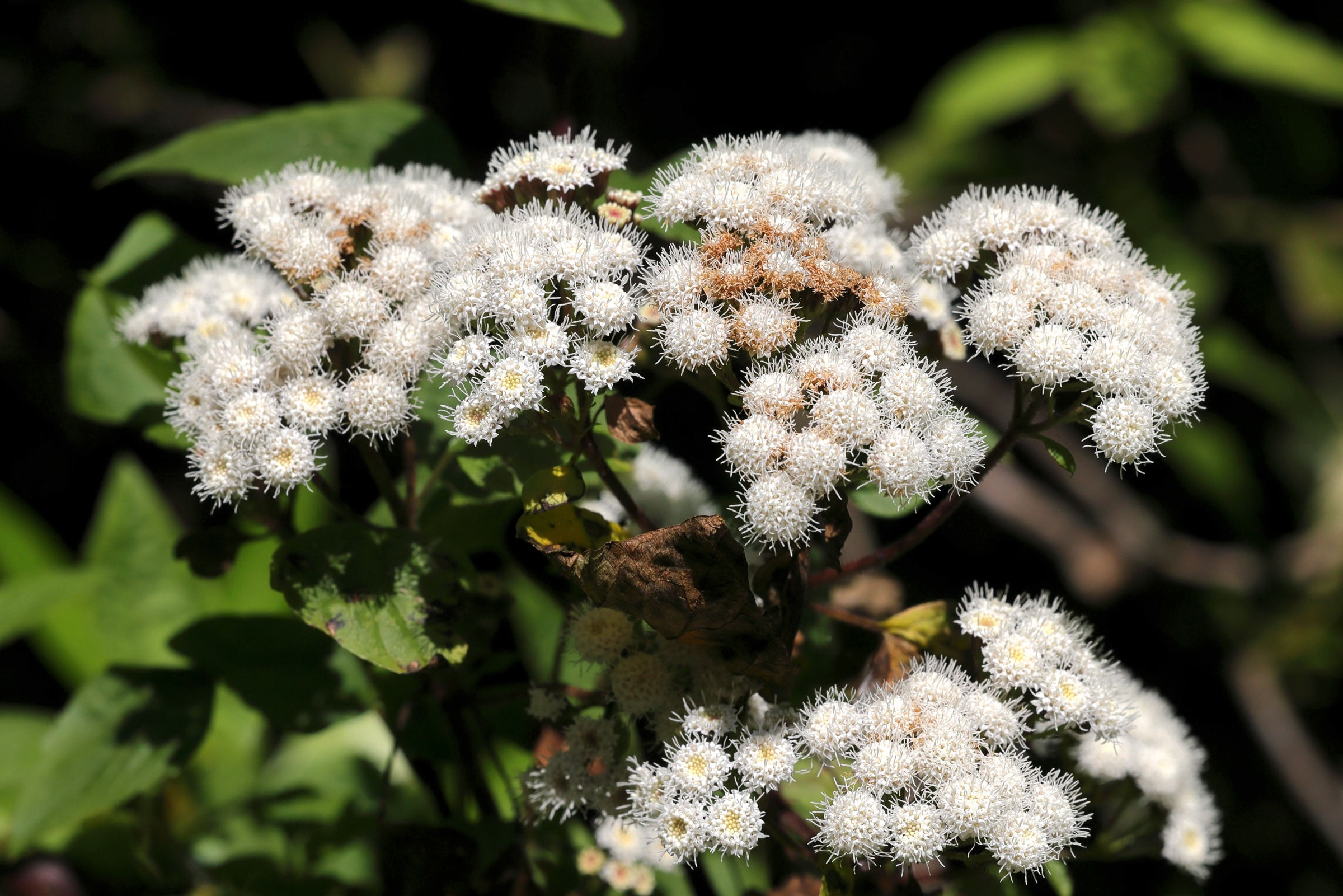 Afficher le média ageratina_adenophora1md ageratina_adenophora1md