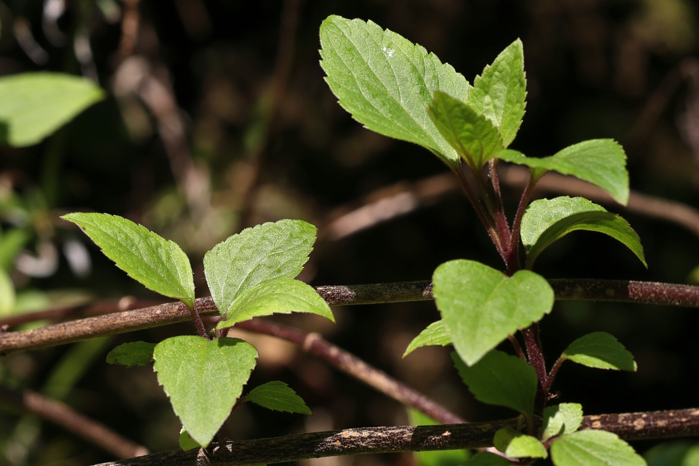 Afficher le média ageratina_adenophora2md ageratina_adenophora2md