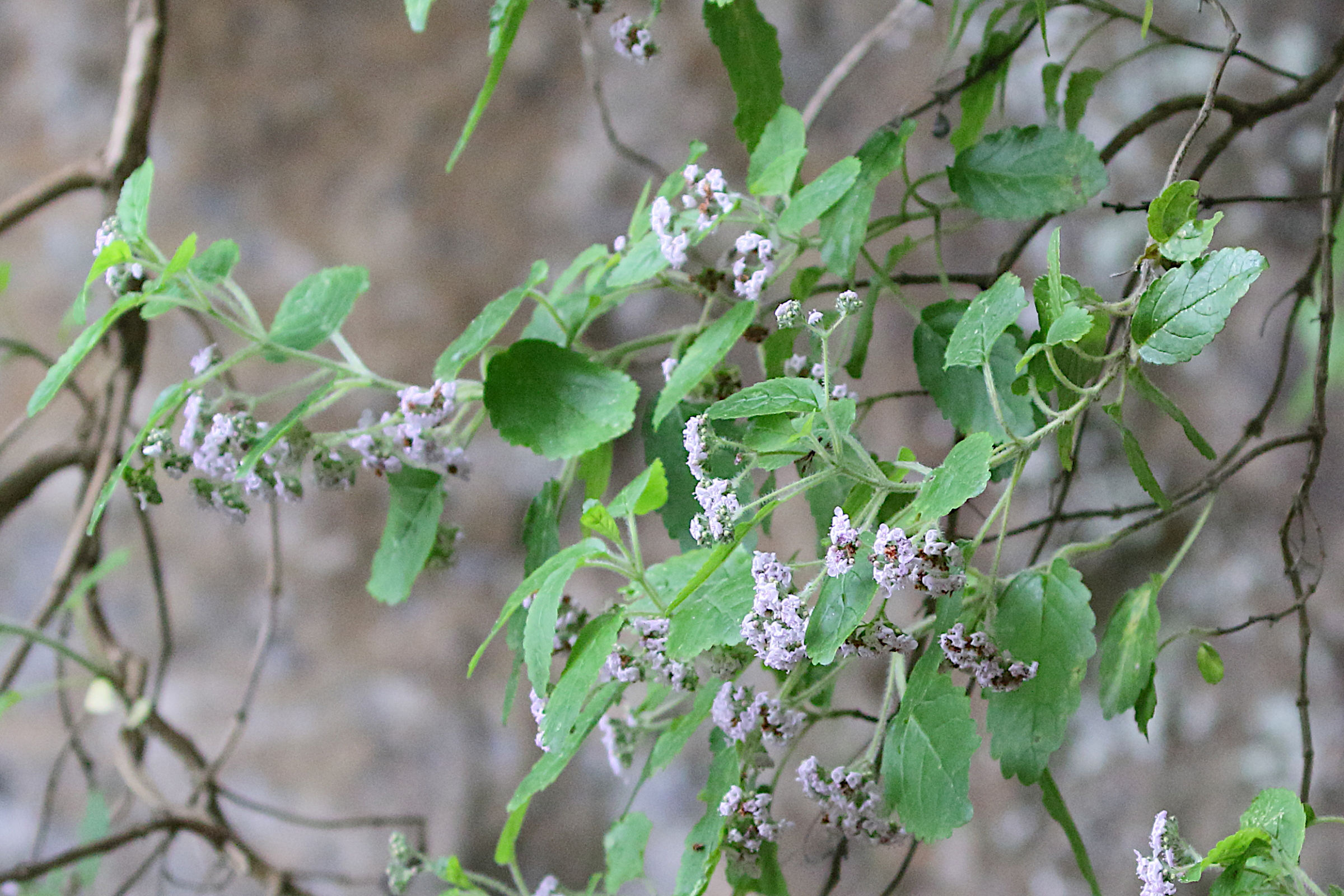 bystropogon_maderensis1md