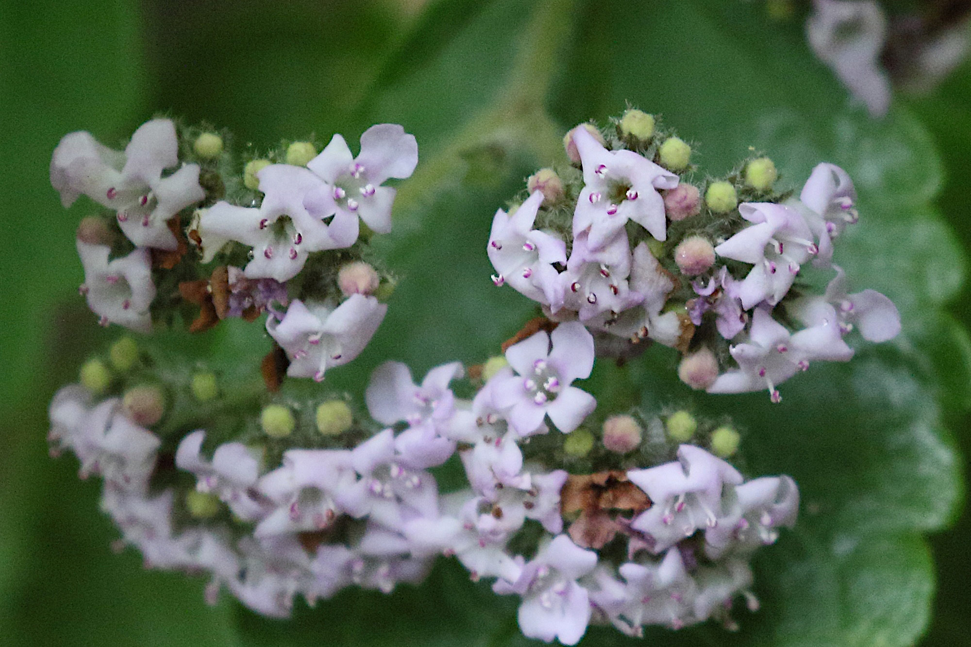 bystropogon_maderensis2md