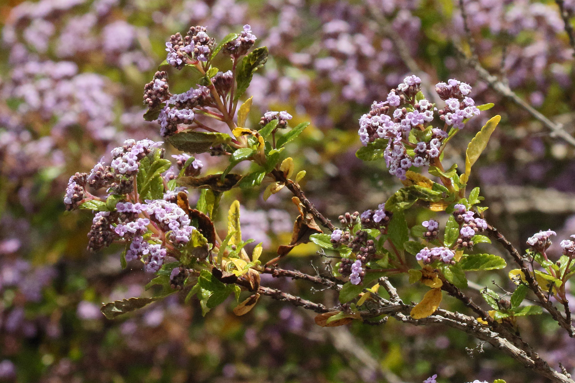 bystropogon_punctatus1md