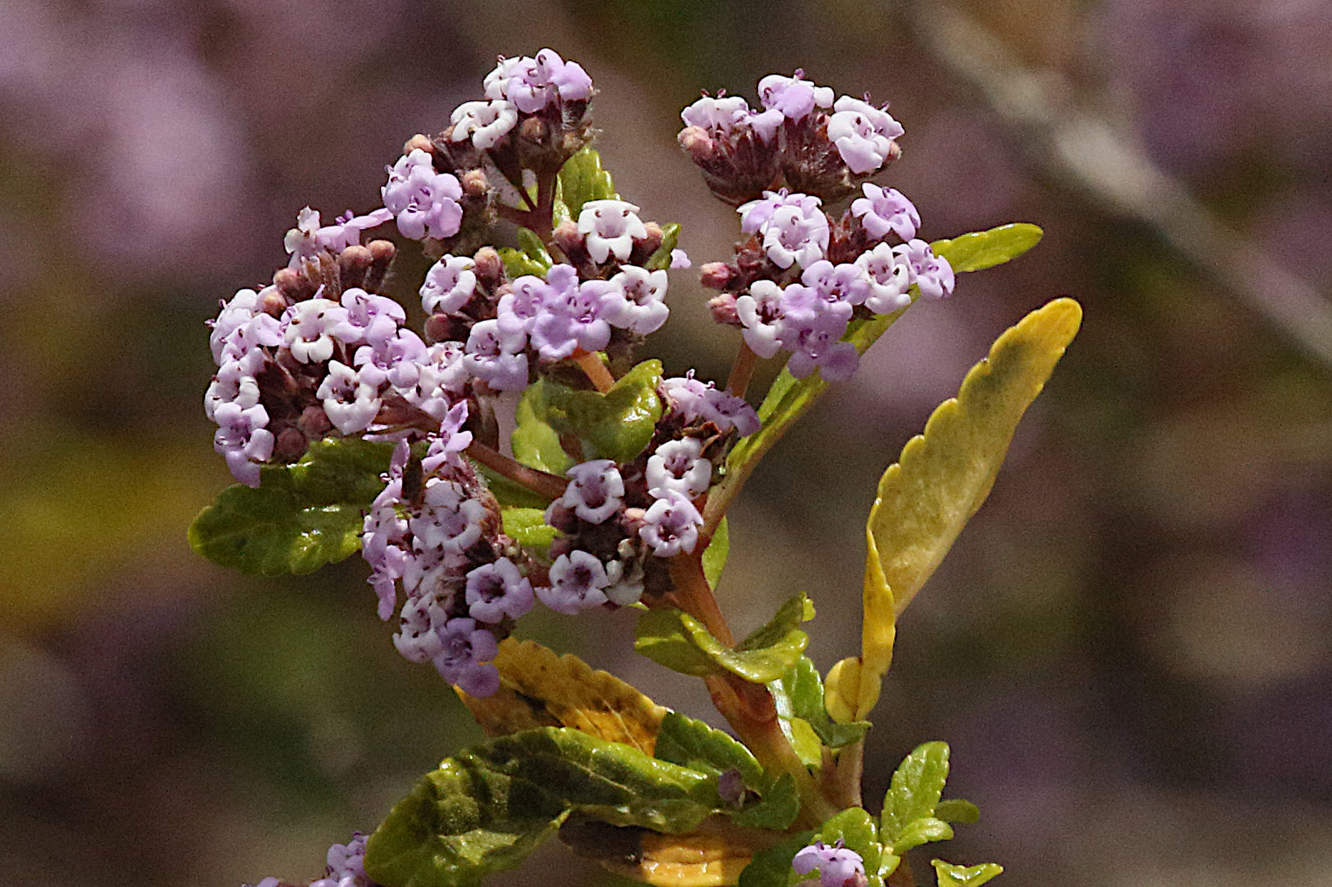 bystropogon_punctatus2md