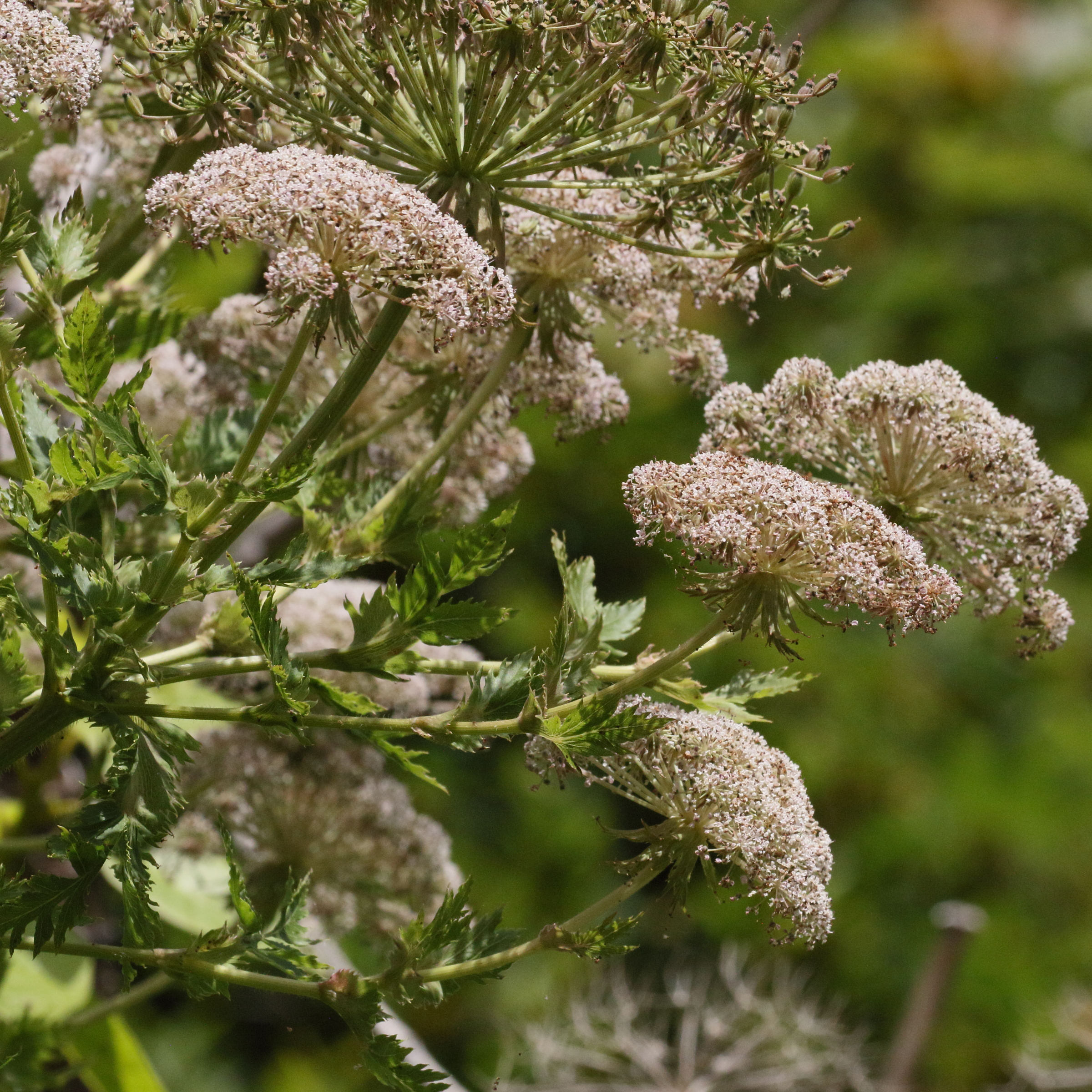 Afficher le média daucus_decipiens2md daucus_decipiens2md