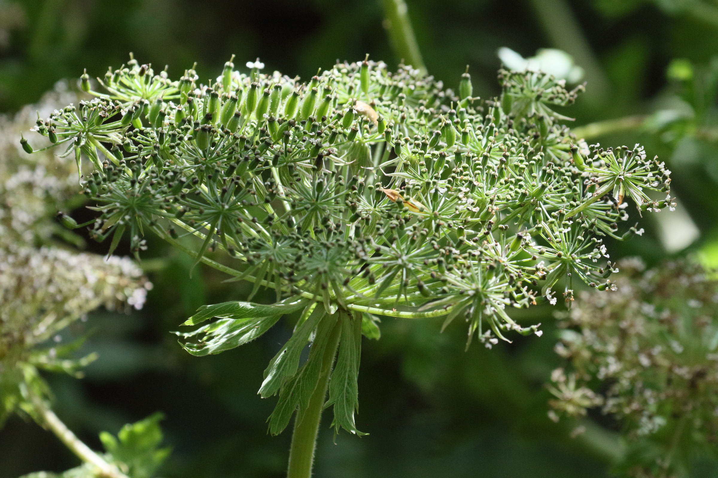 Afficher le média daucus_decipiens3md daucus_decipiens3md