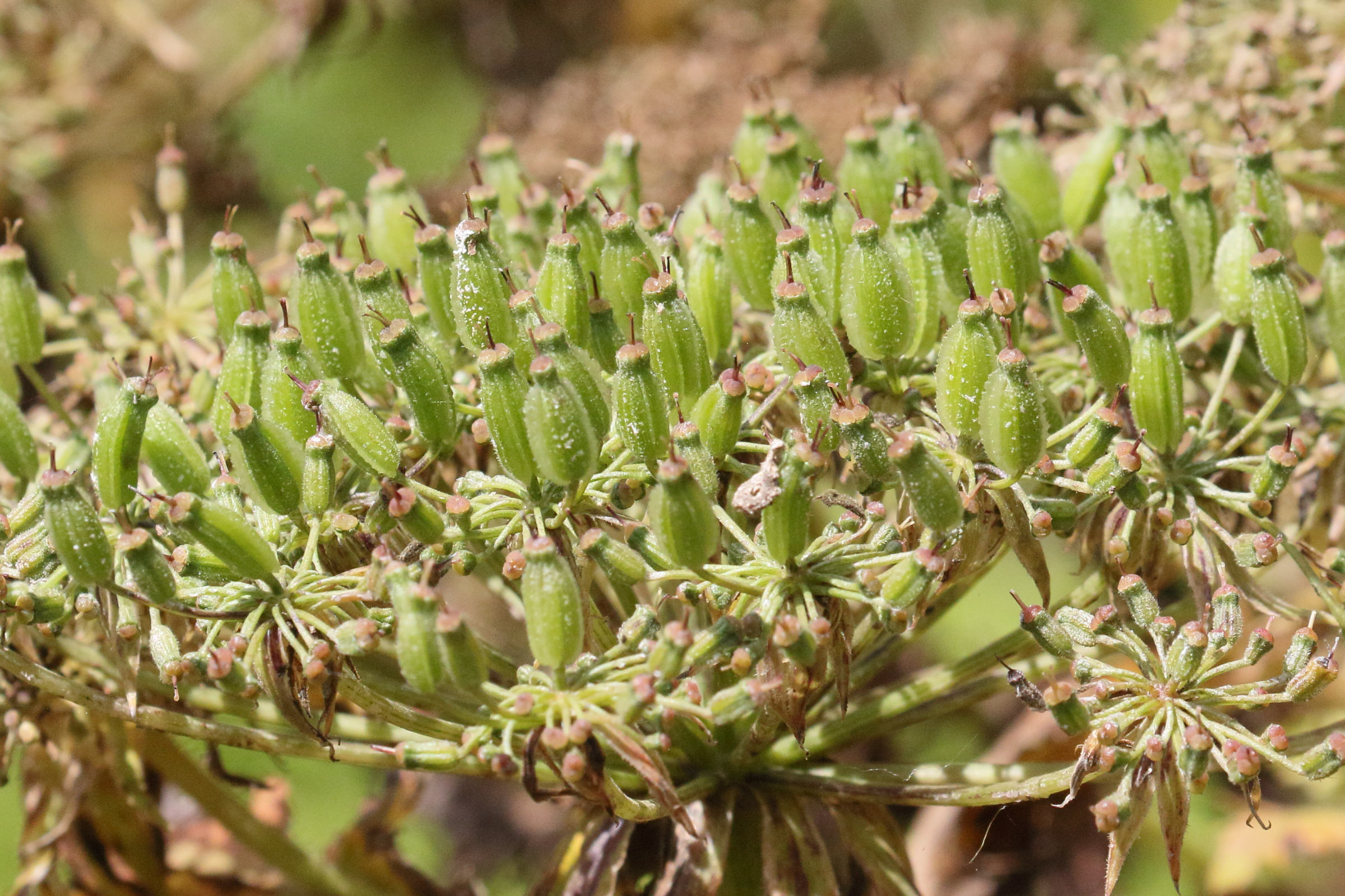 Afficher le média daucus_decipiens4md daucus_decipiens4md