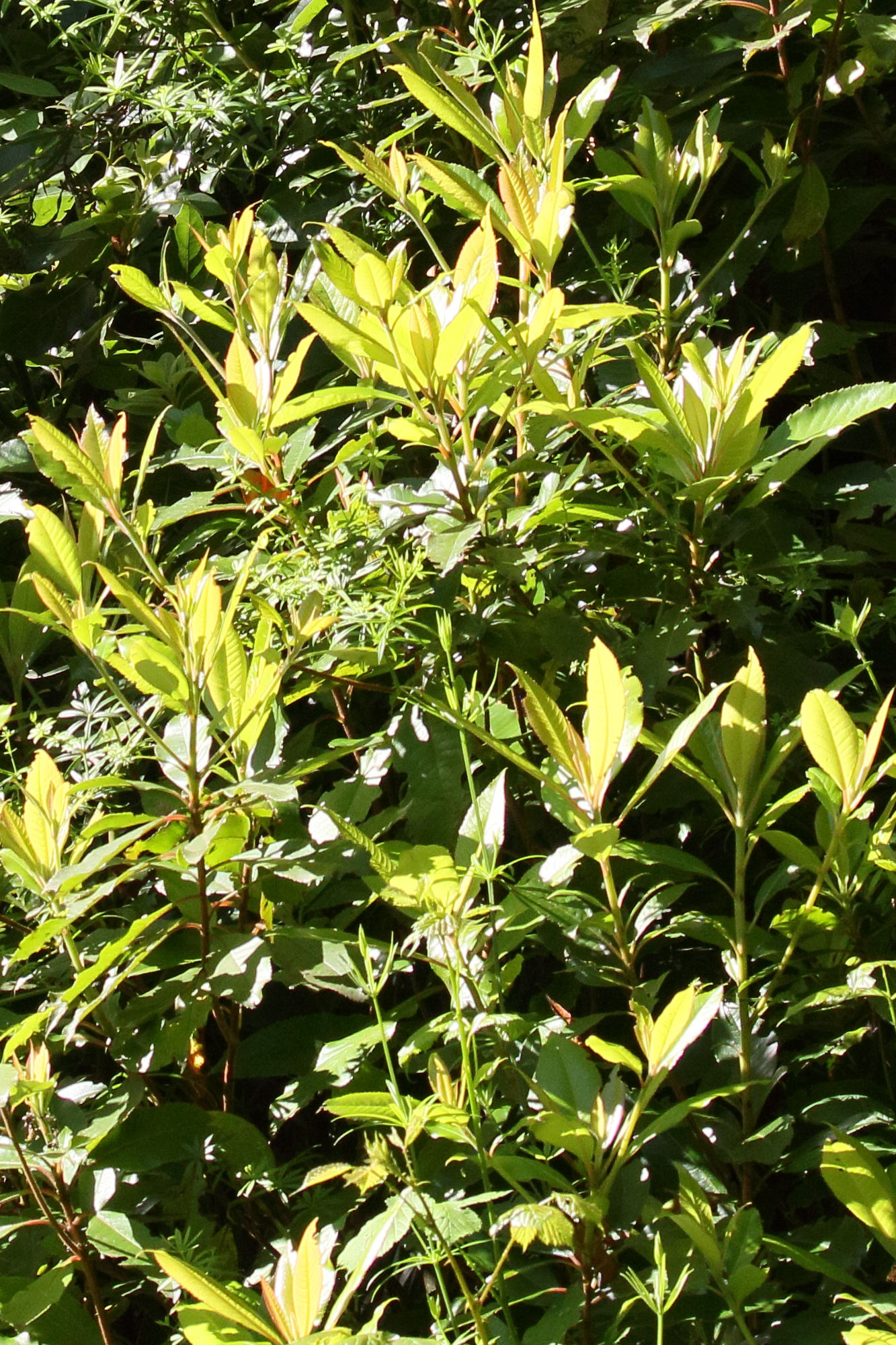 clethra_arborea1md