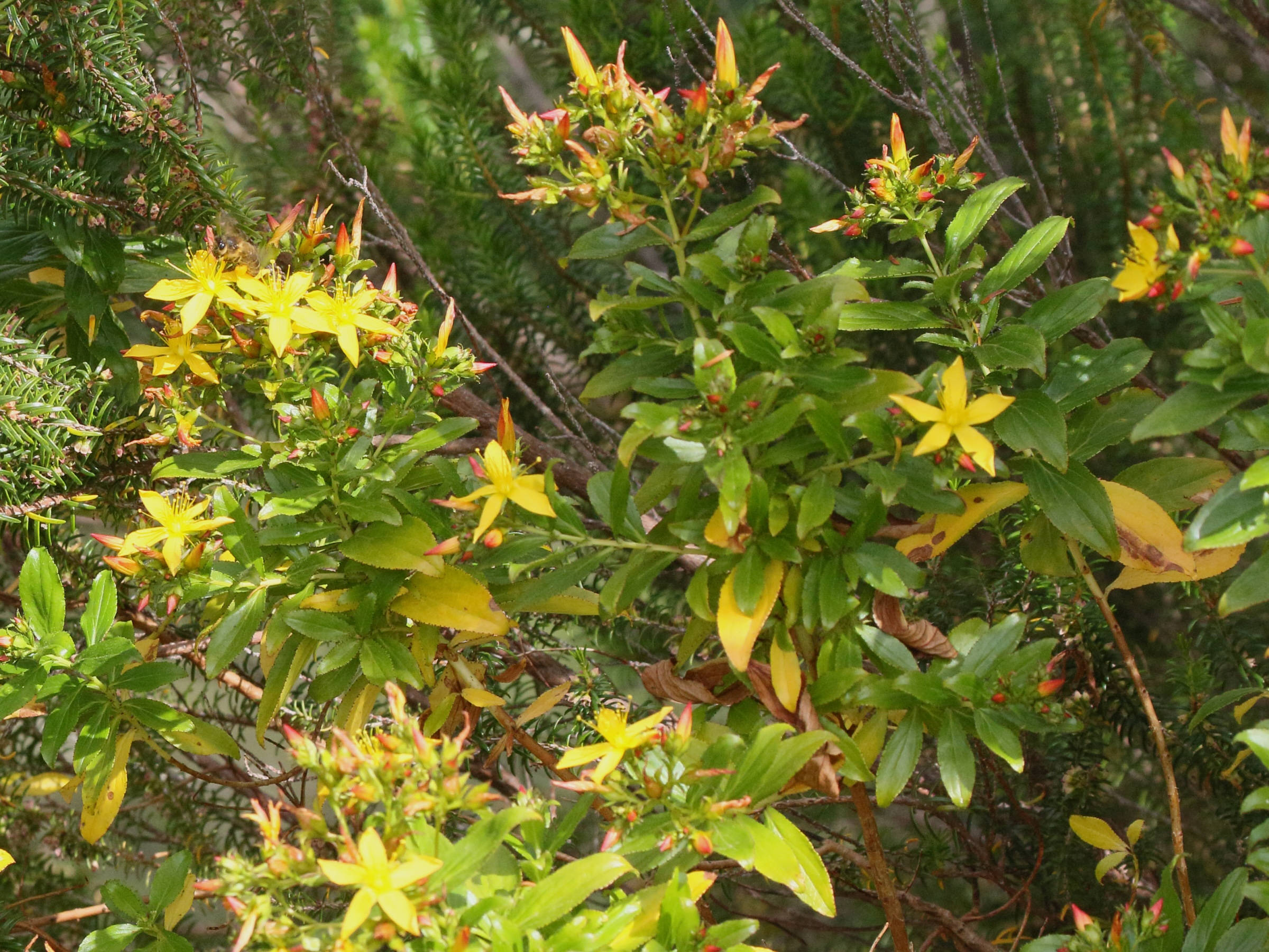 Afficher le média hypericum_glandulosum1md hypericum_glandulosum1md
