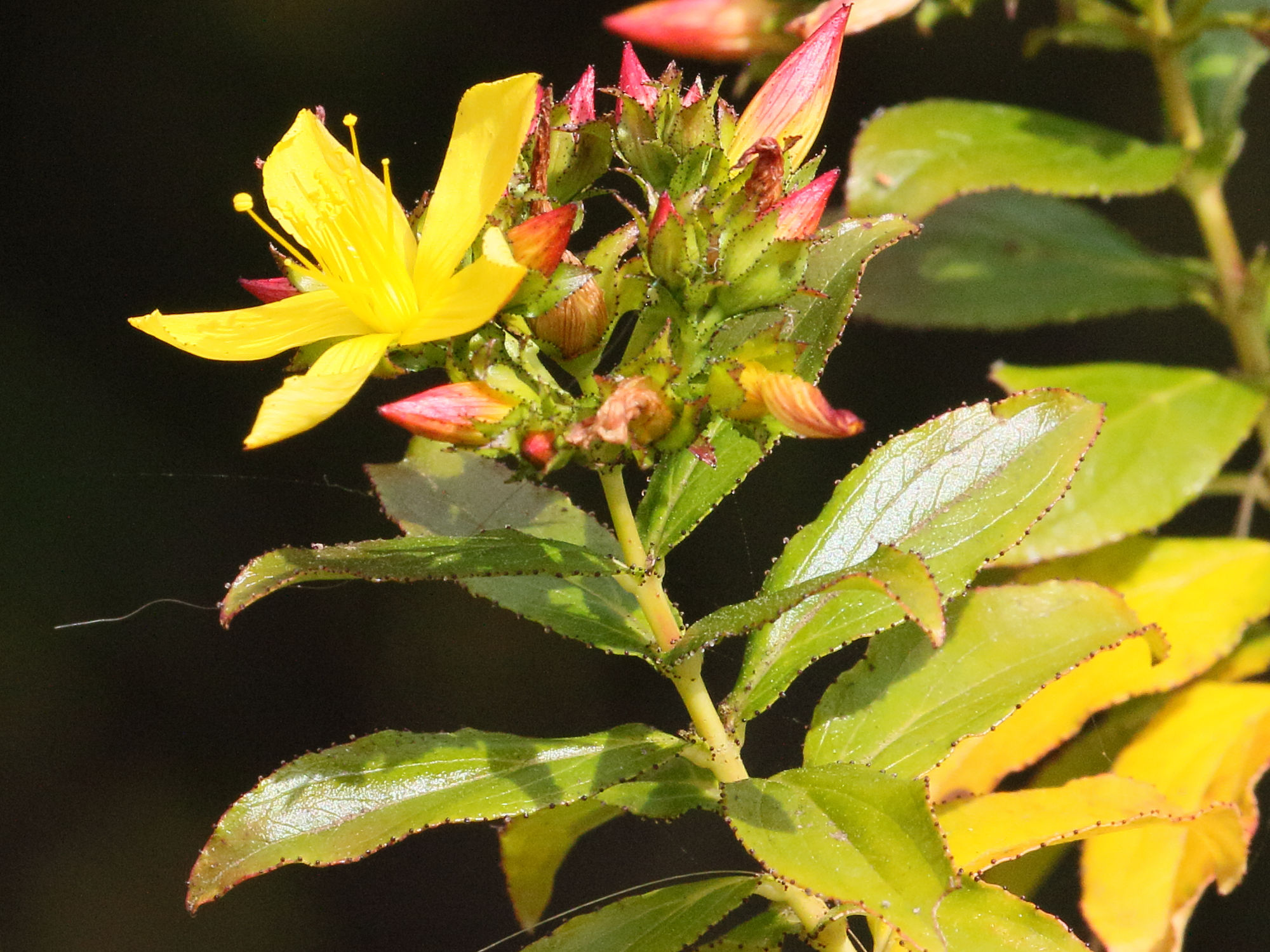 Afficher le média hypericum_glandulosum3md hypericum_glandulosum3md