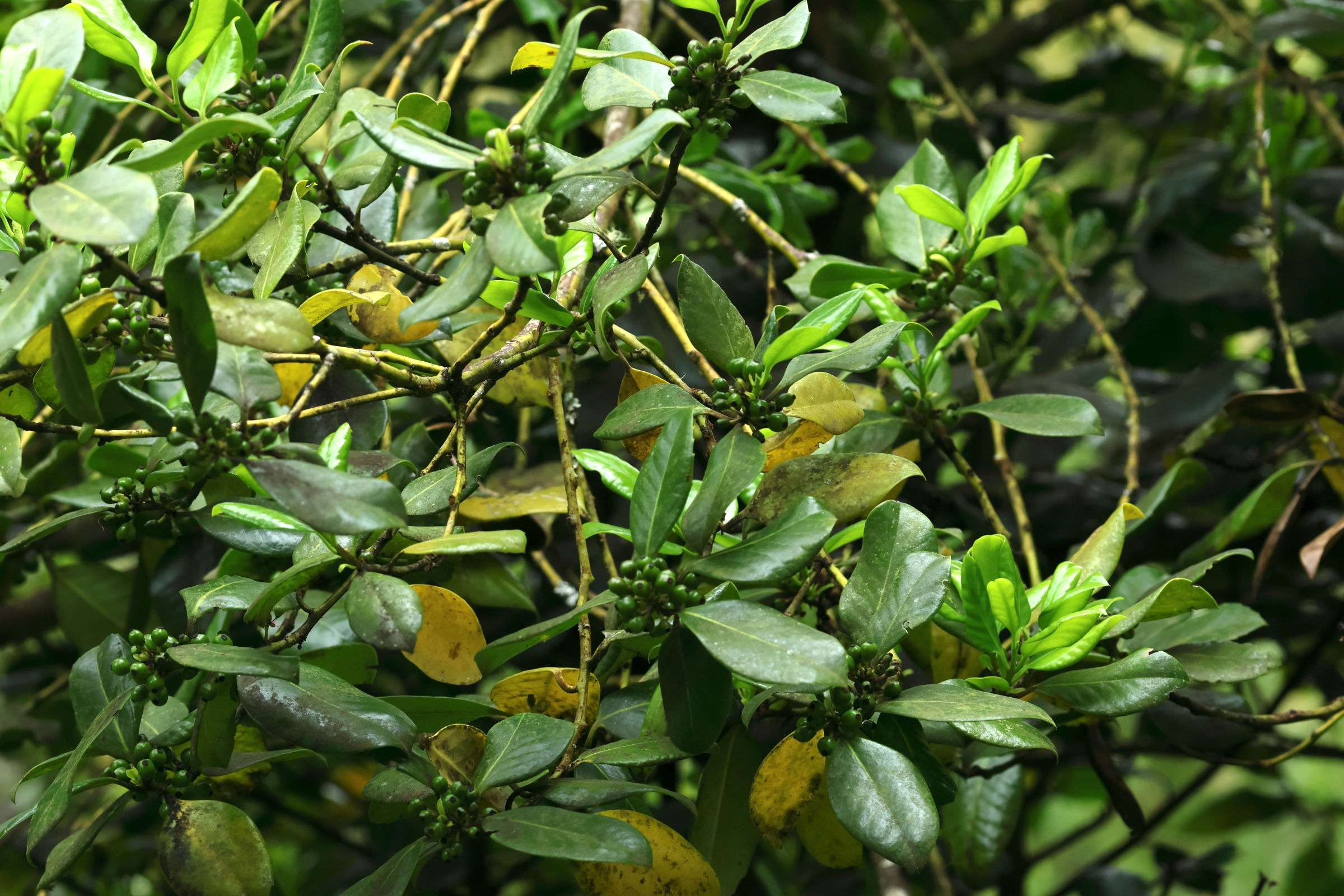 Afficher le média ilex_canariensis1md ilex_canariensis1md