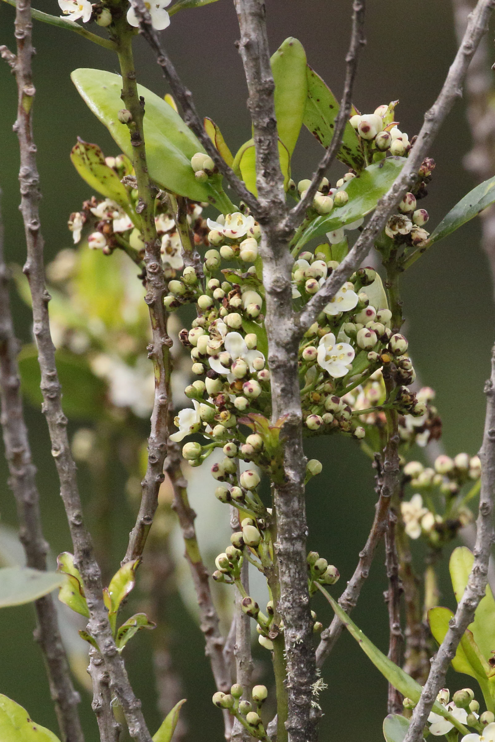 Afficher le média ilex_canariensis2md ilex_canariensis2md
