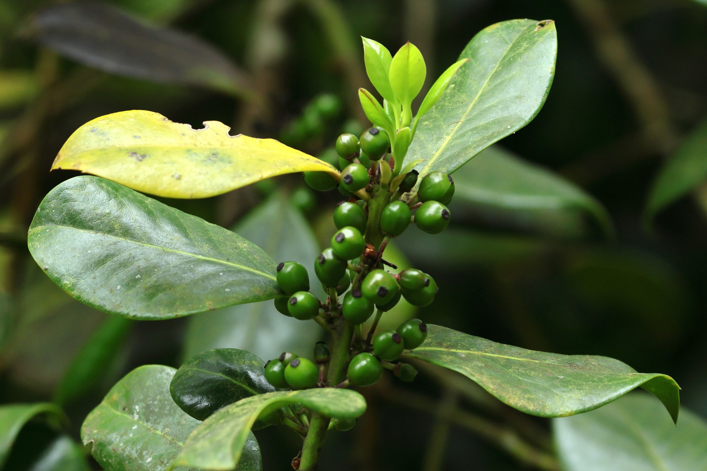 Afficher le média ilex_canariensis3md ilex_canariensis3md