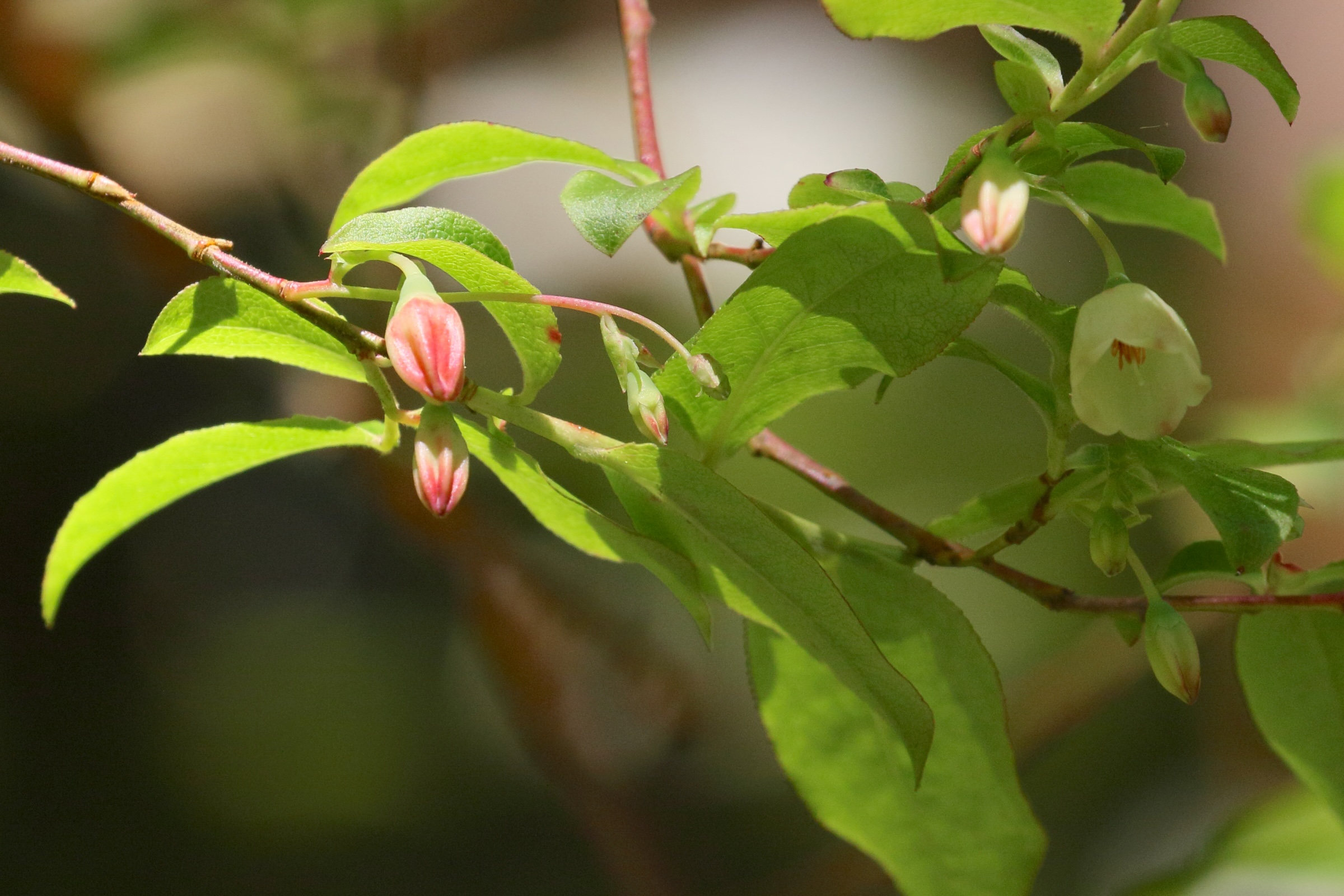 vaccinium_padifolium1md