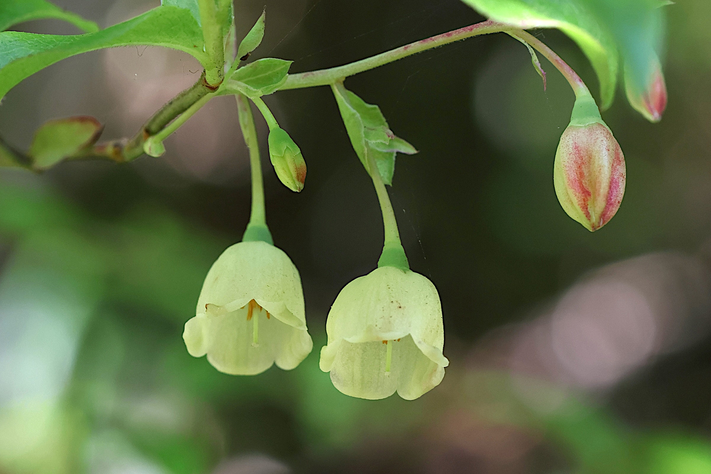 vaccinium_padifolium2md