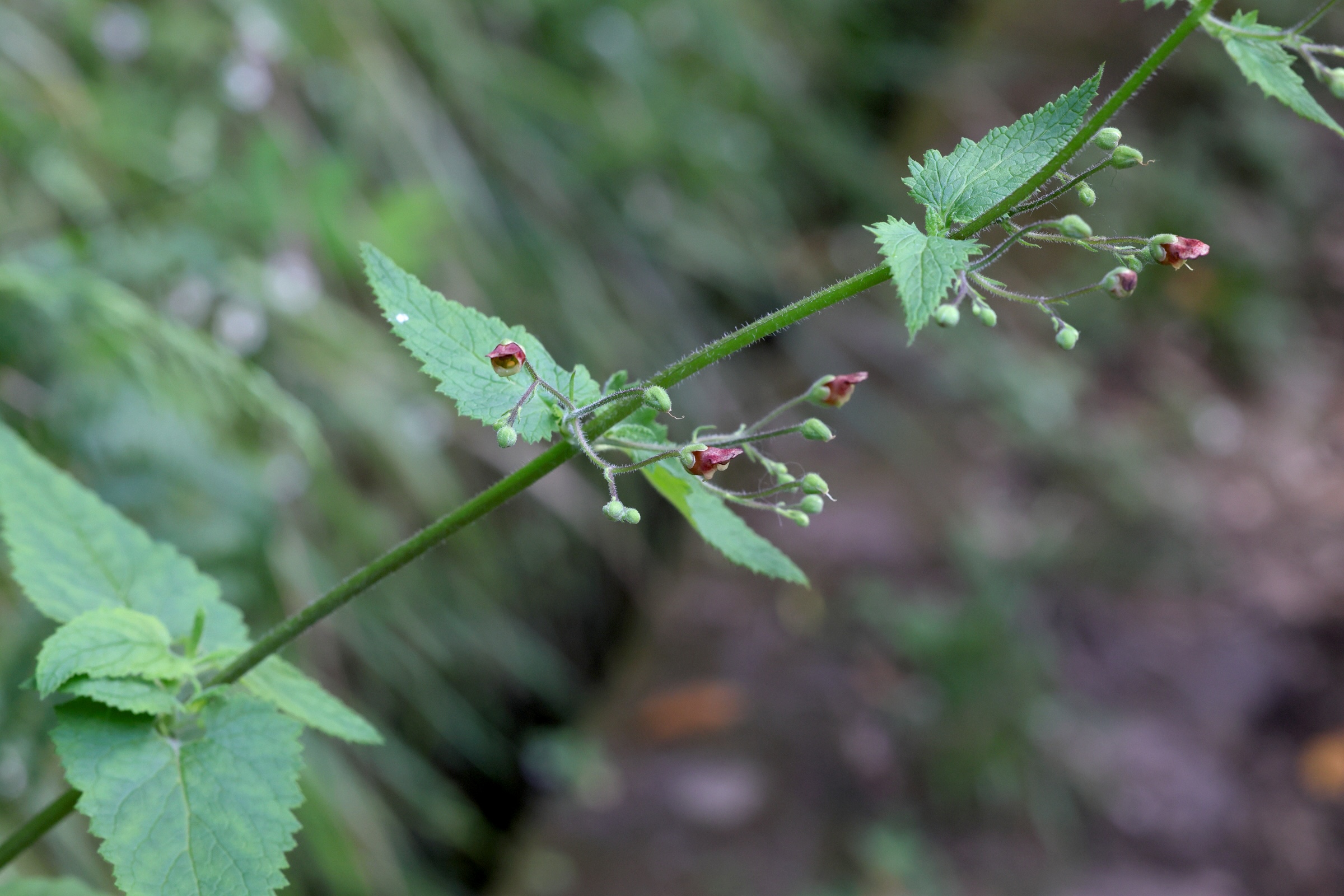 scrophularia_scorodonia1md
