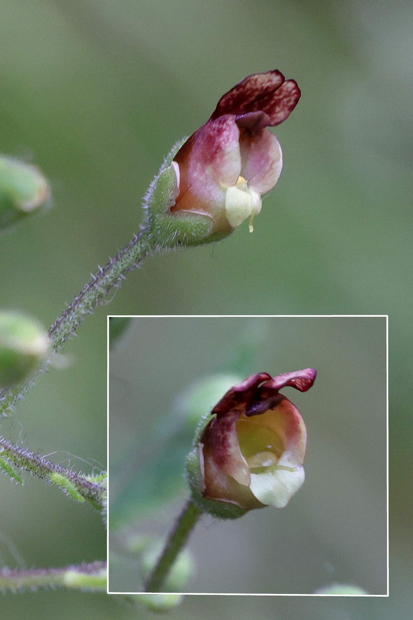 scrophularia_scorodonia2md