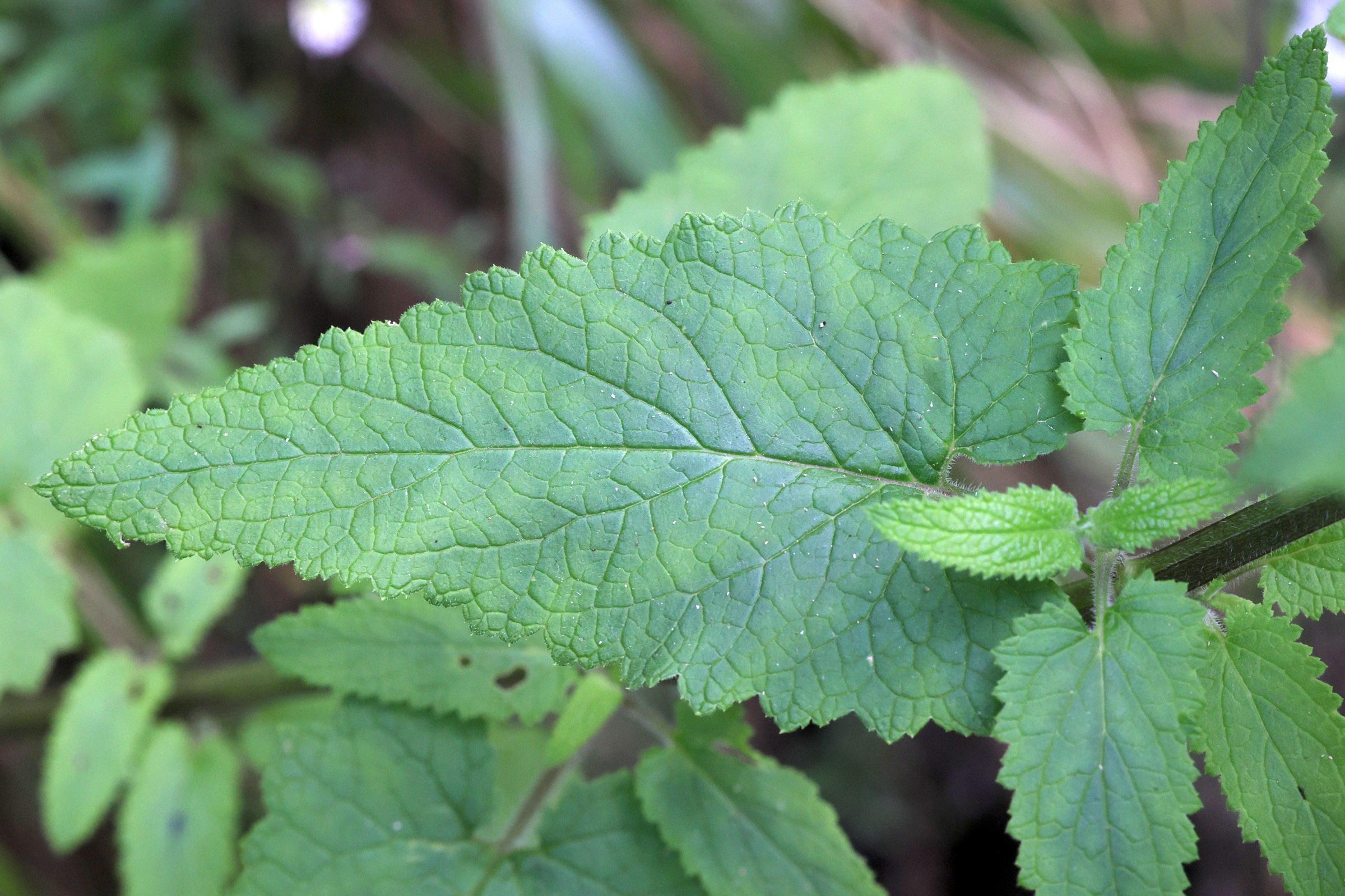 scrophularia_scorodonia3md