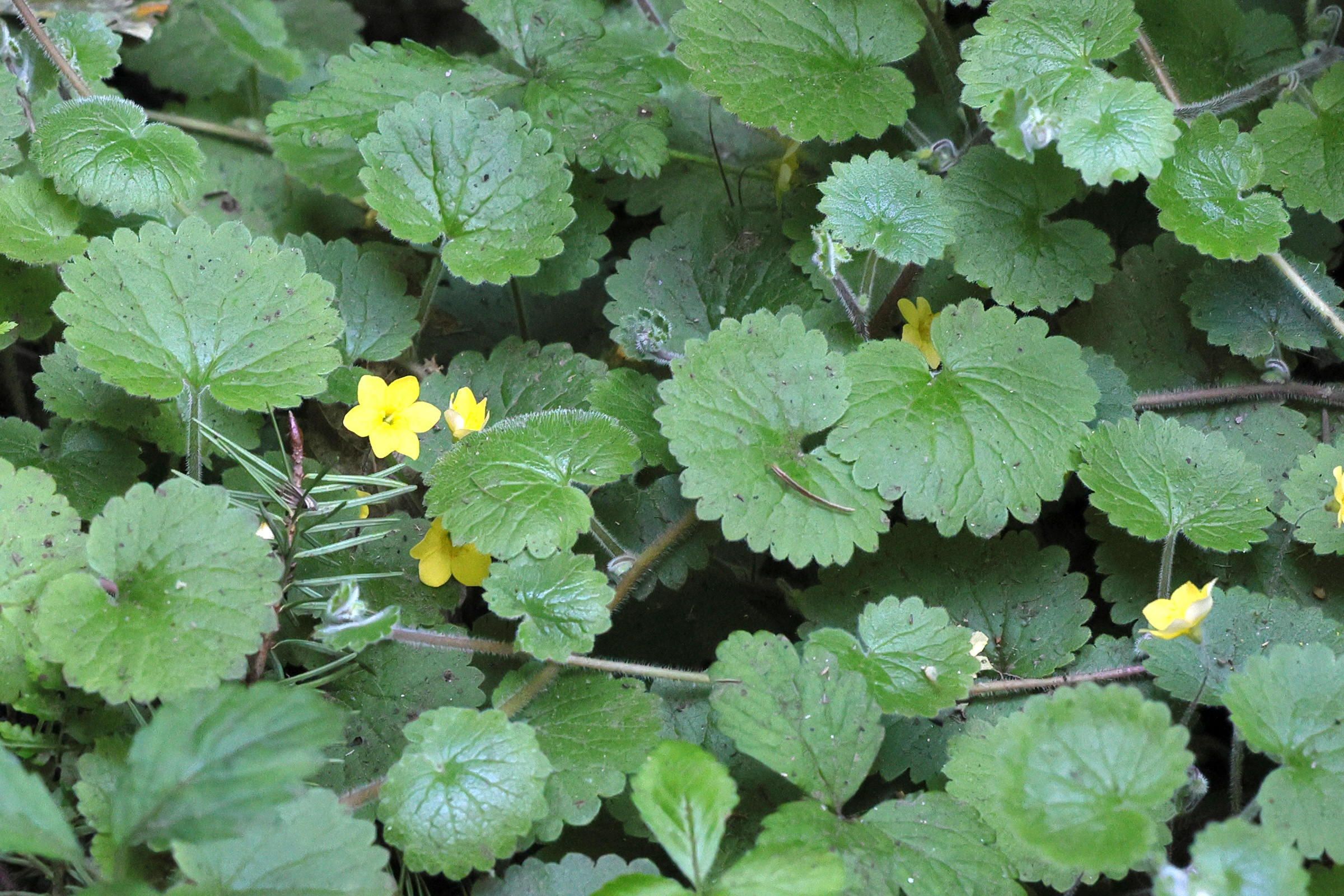 Afficher le média sibthorpia_peregrina1md sibthorpia_peregrina1md