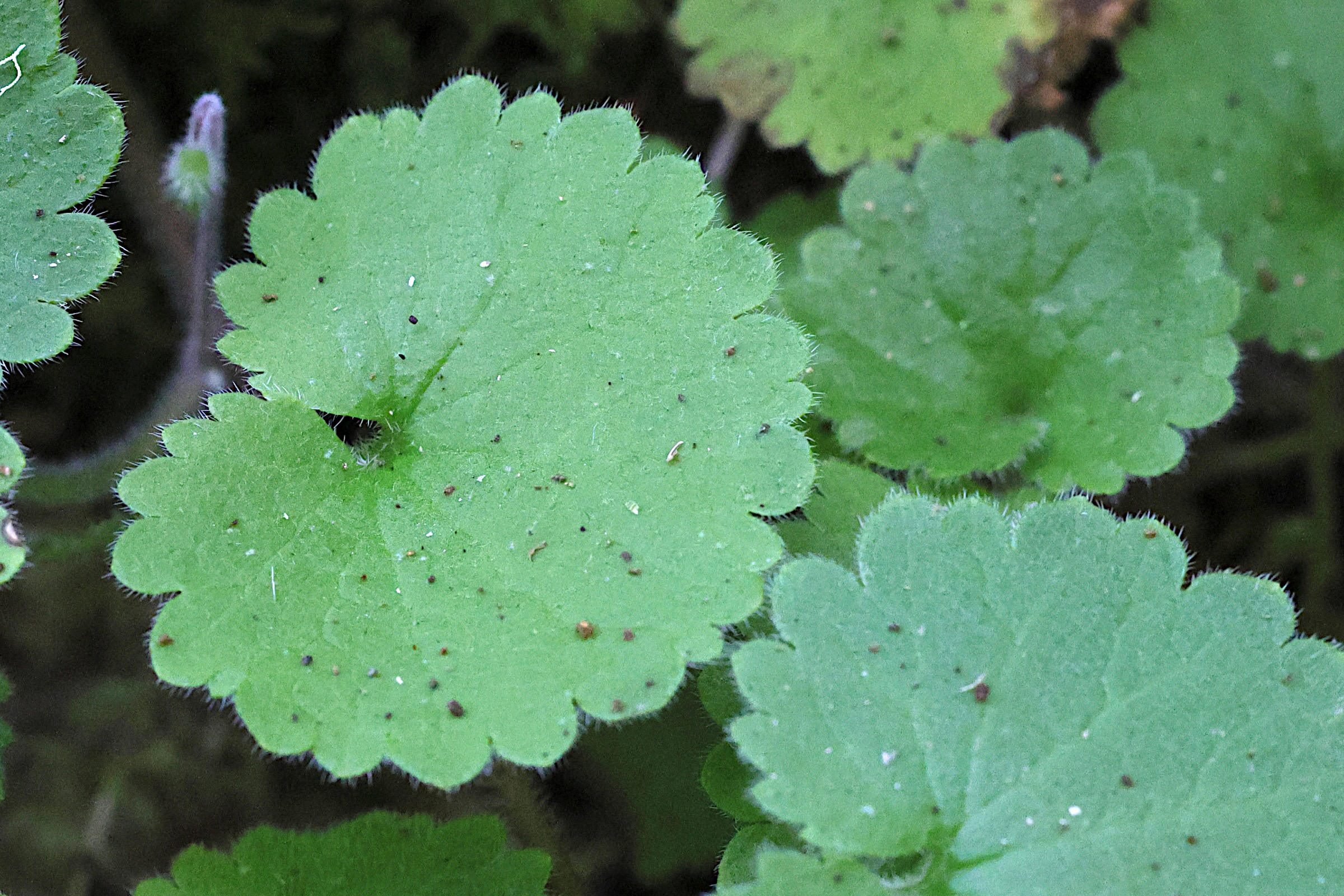 Afficher le média sibthorpia_peregrina2md sibthorpia_peregrina2md