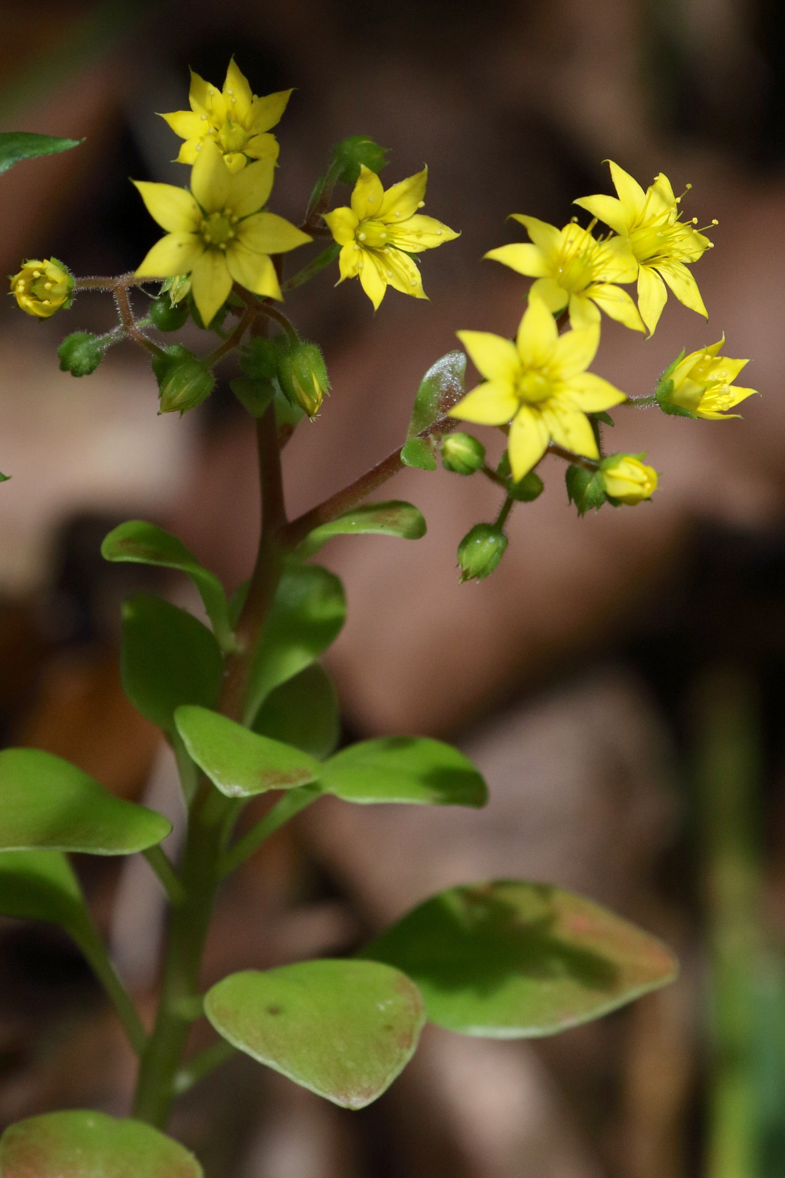 aichryson_divaricatum1md