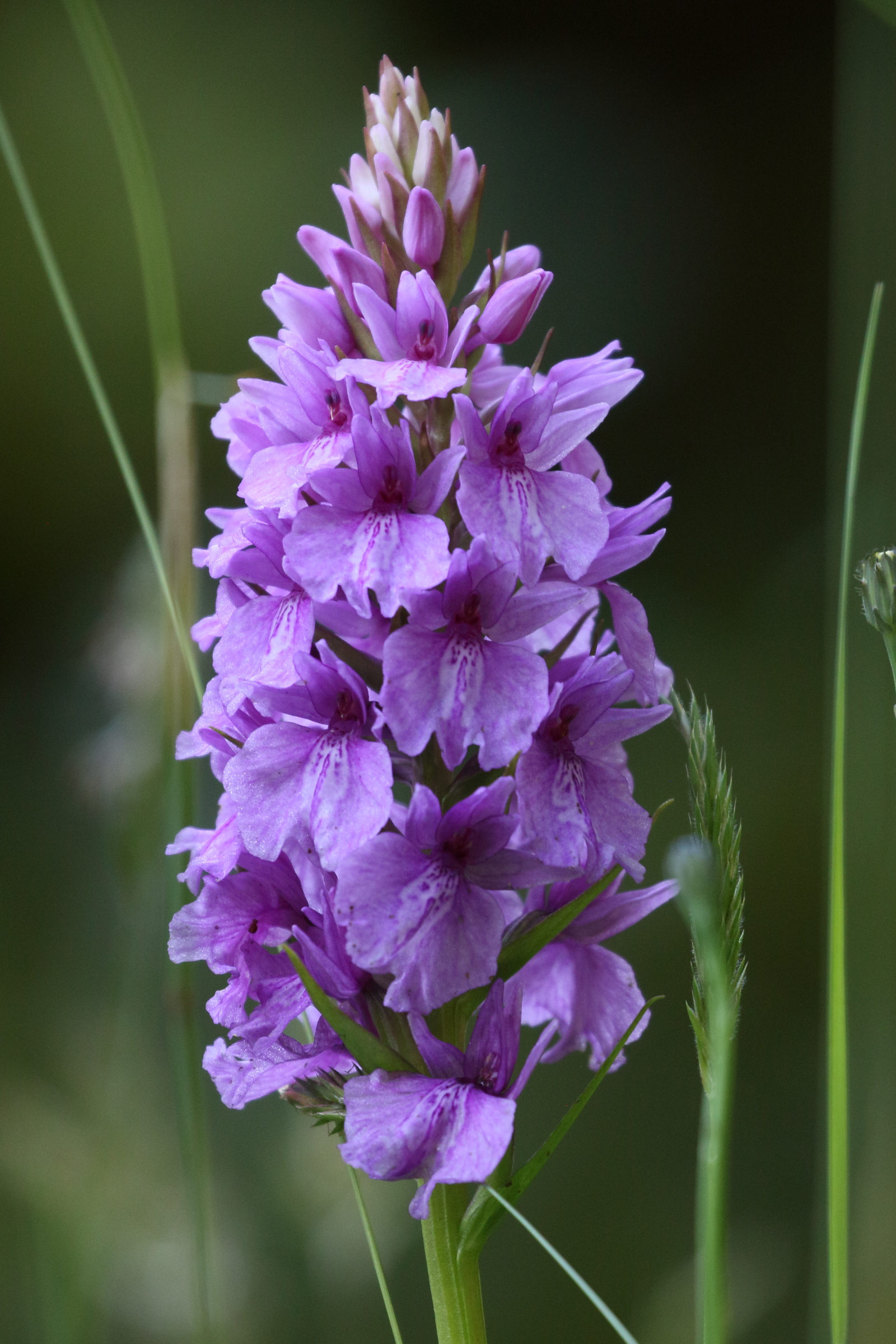 dactylorhiza_foliosa1md