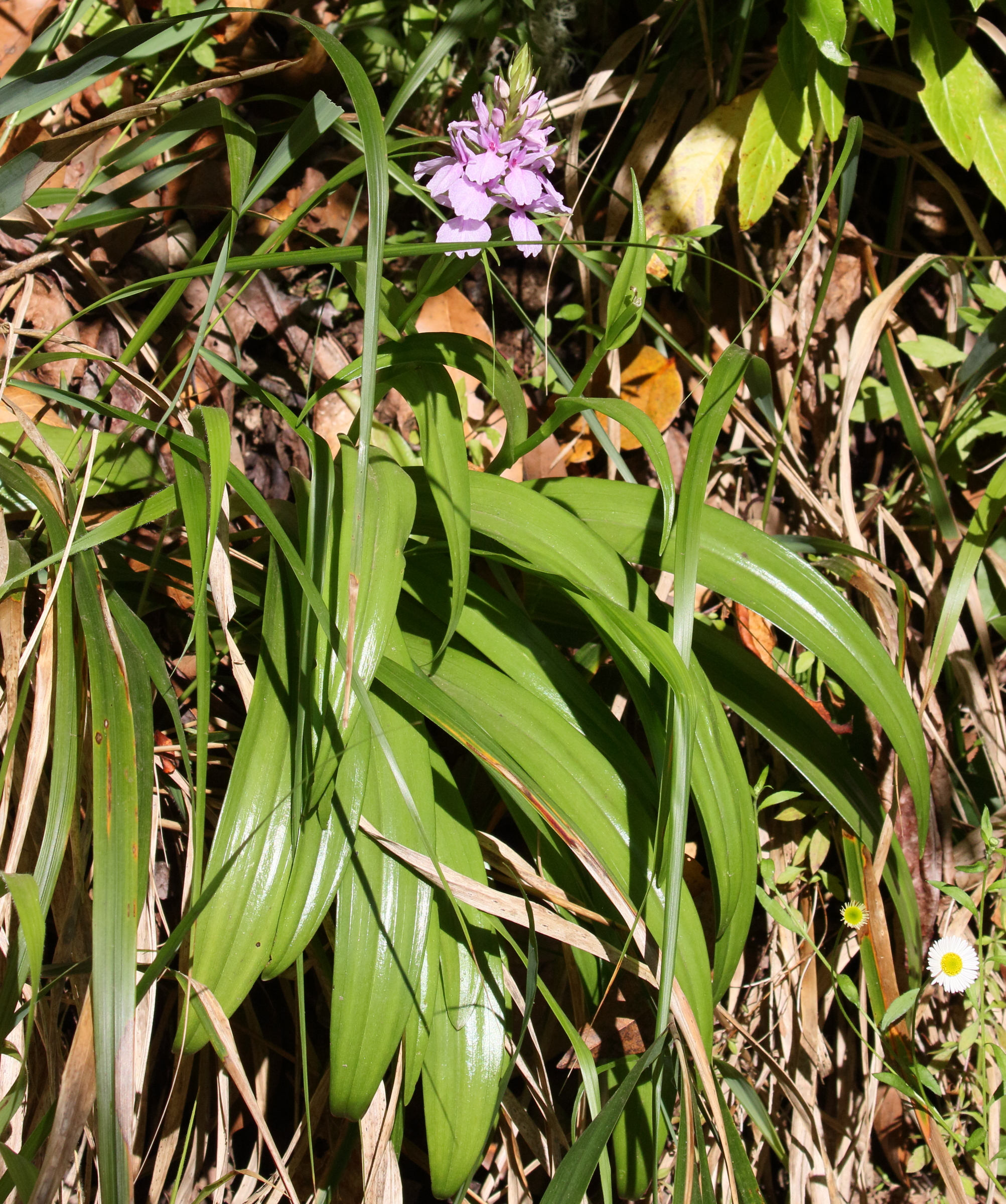 dactylorhiza_foliosa2md