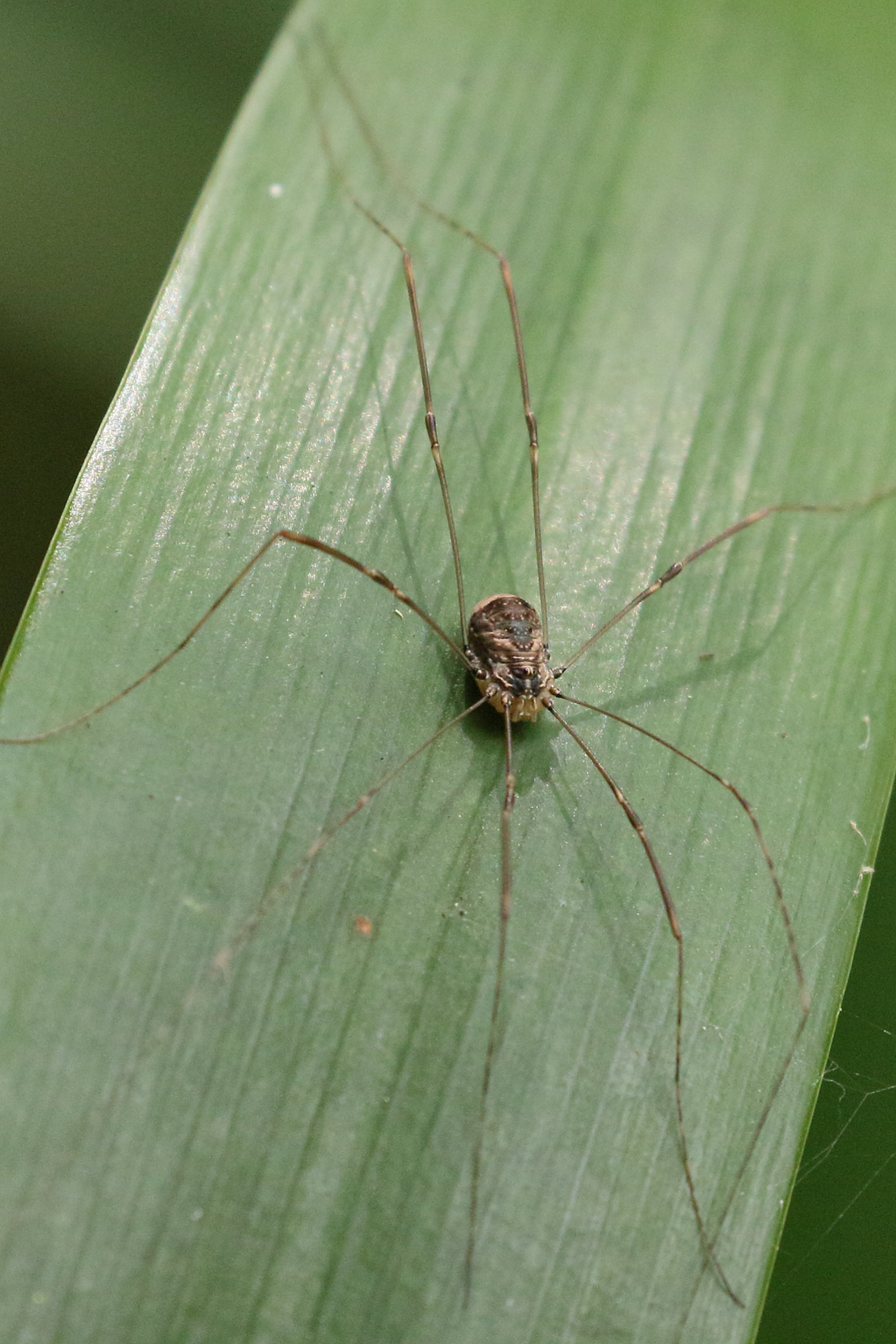 Afficher le média leiobunum_blackwalli1md leiobunum_blackwalli1md