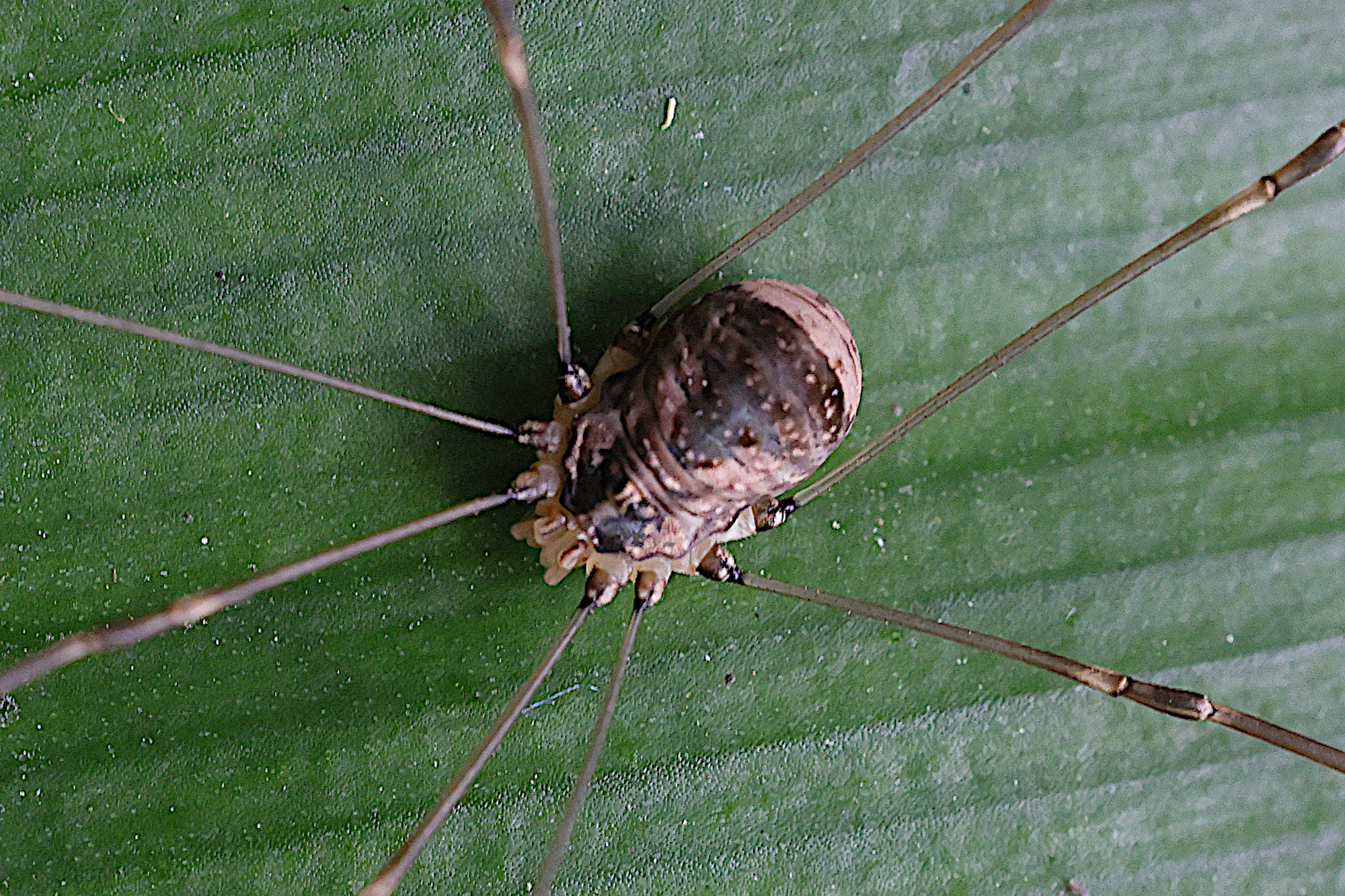 Afficher le média leiobunum_blackwalli2md leiobunum_blackwalli2md