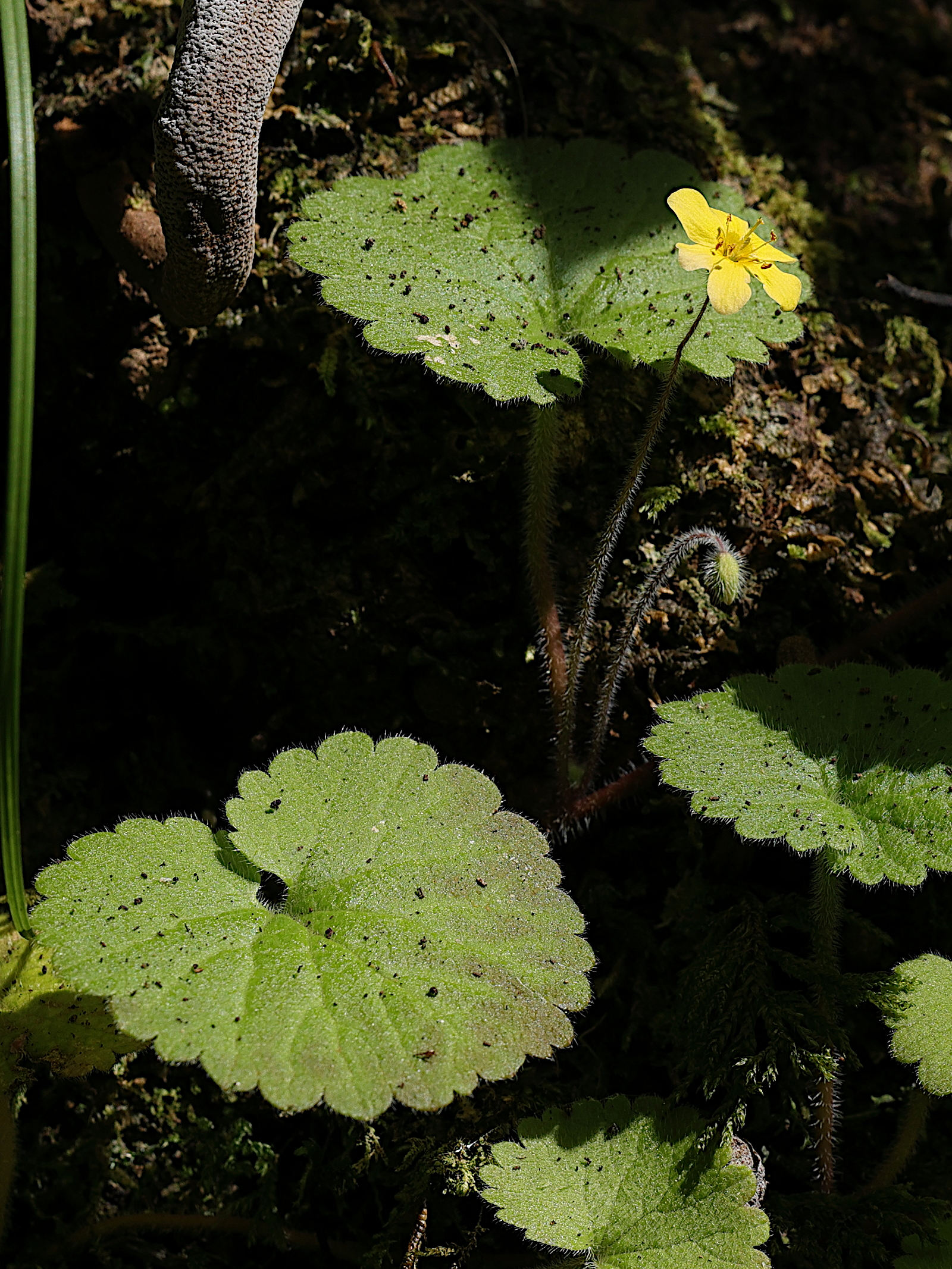 Afficher le média sibthorpia_peregrina3md sibthorpia_peregrina3md