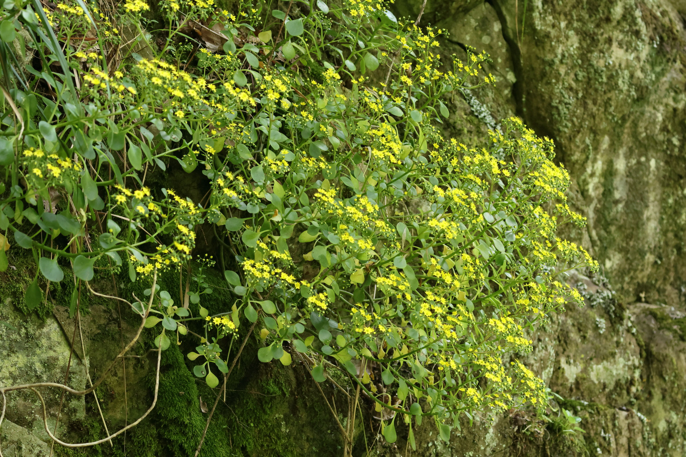 aichryson_divaricatum2bd