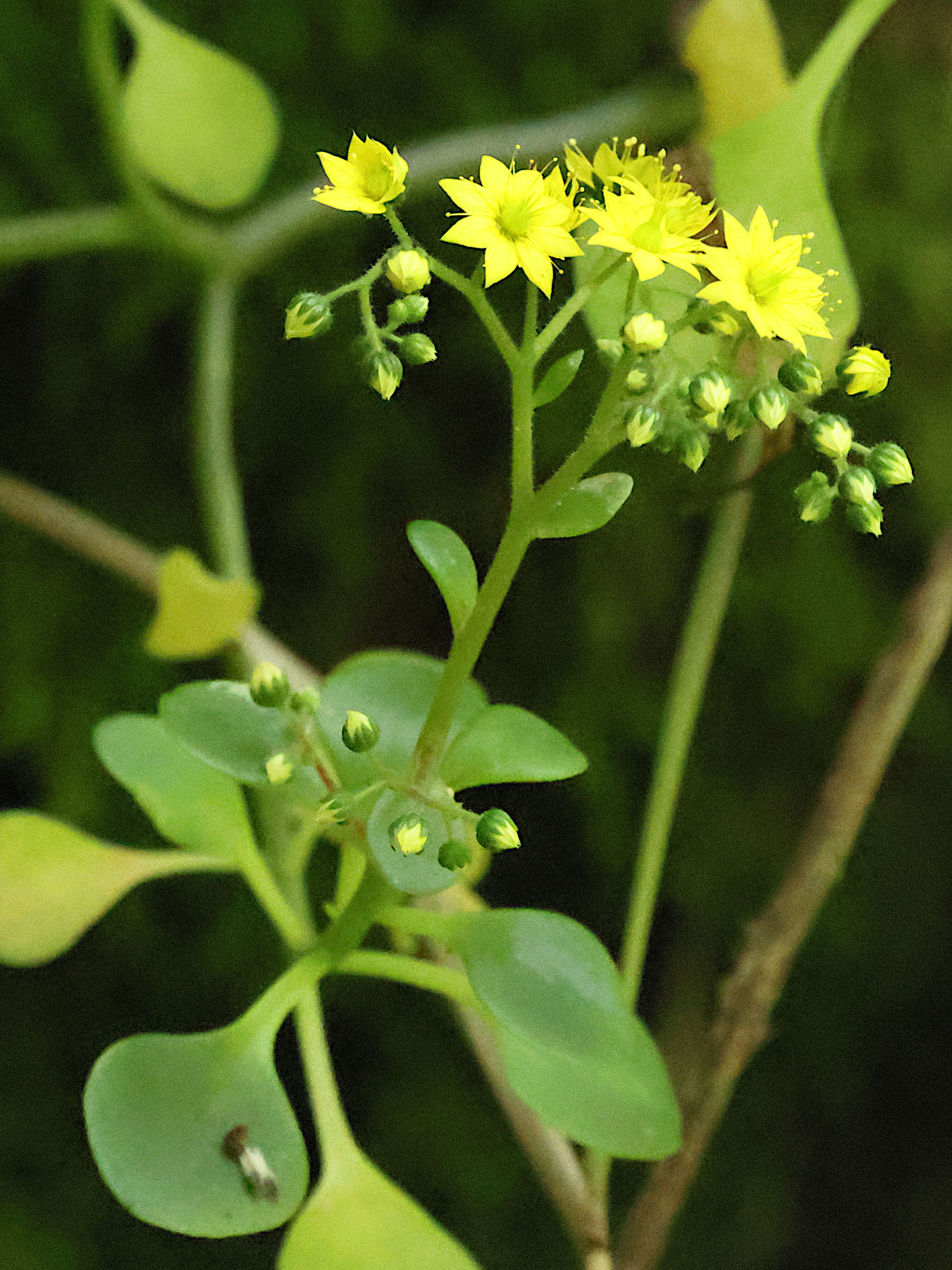 aichryson_divaricatum3bd