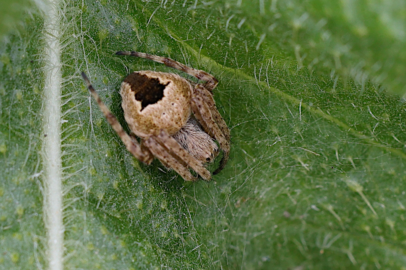 araneus_marmoreus5md