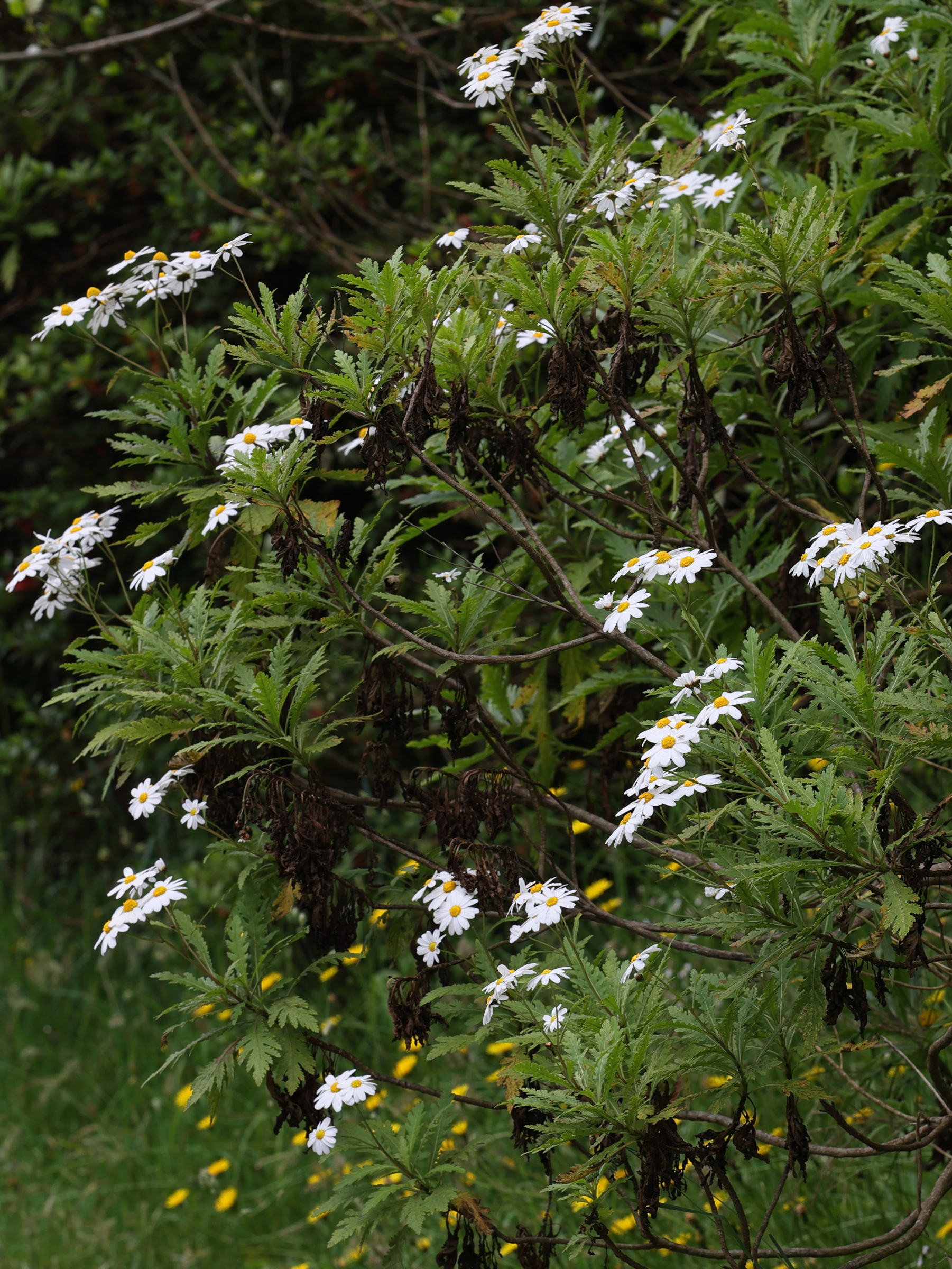 Afficher le média argyranthemum_pinnatifidum1md argyranthemum_pinnatifidum1md