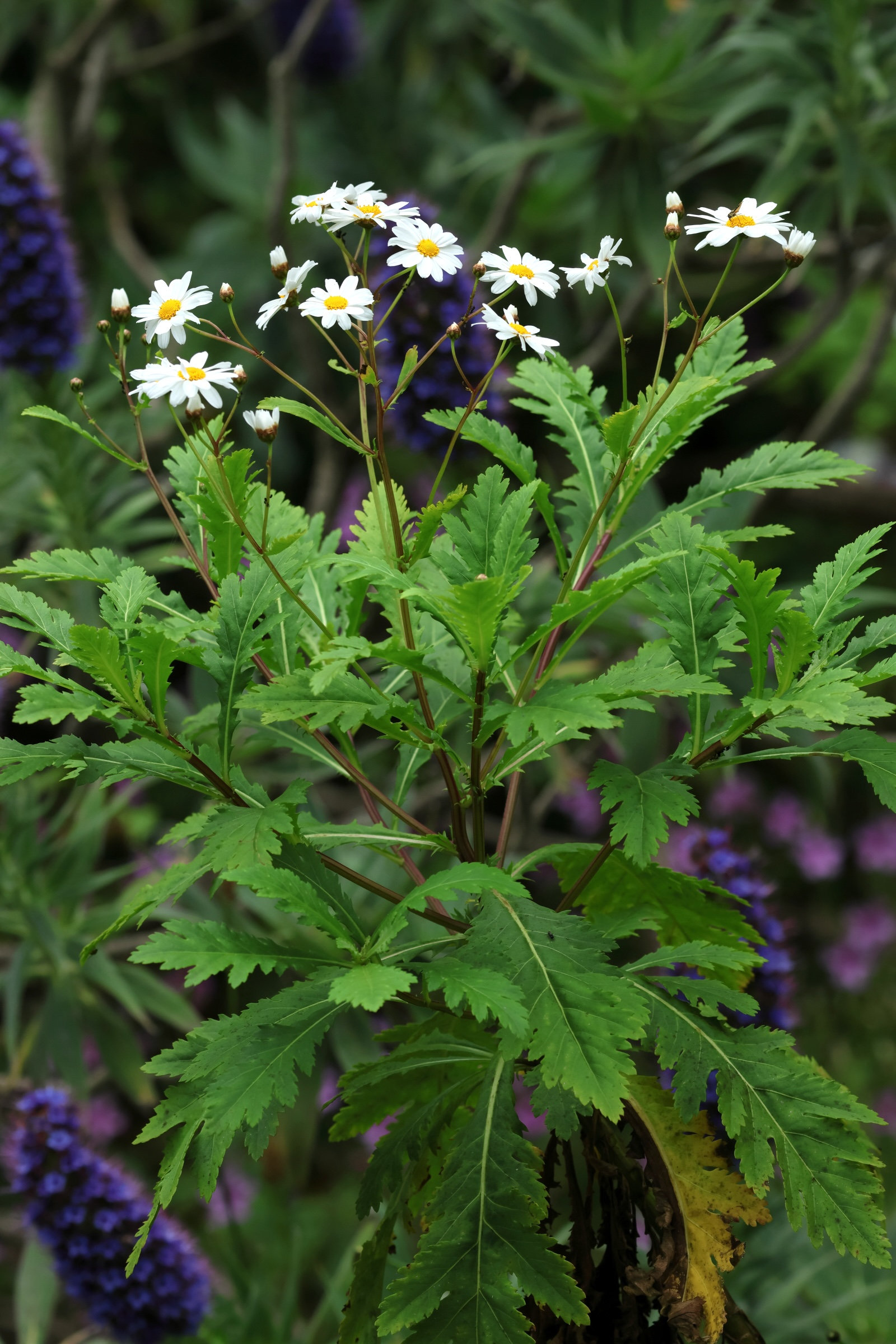 Afficher le média argyranthemum_pinnatifidum2md argyranthemum_pinnatifidum2md