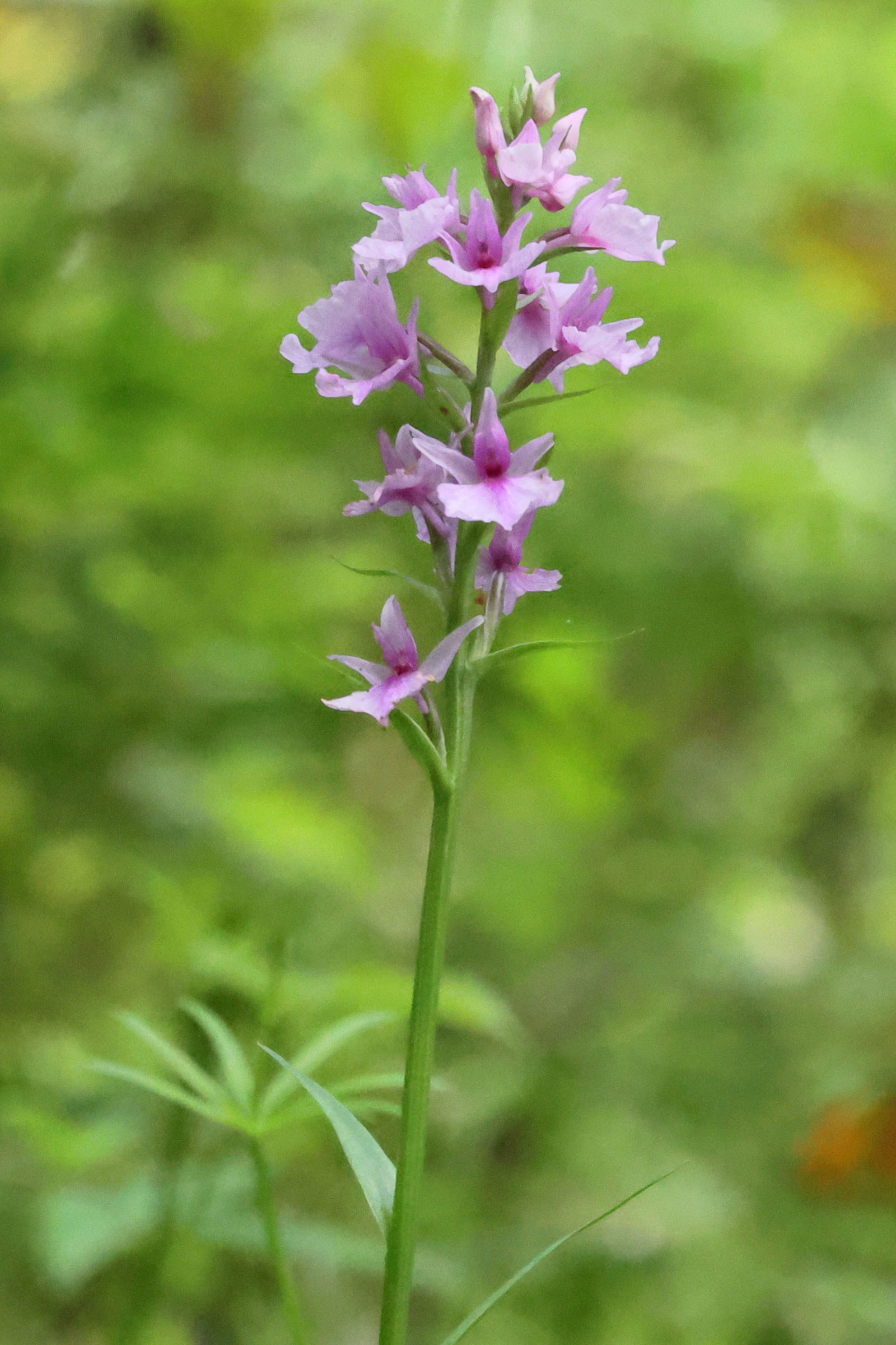 dactylorhiza_foliosa3bd